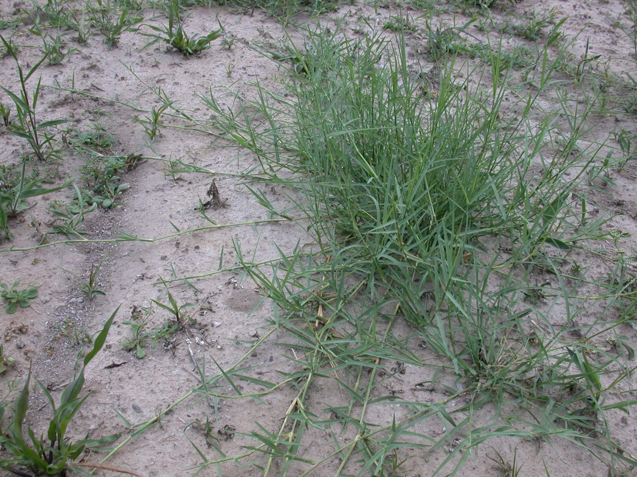 Bermudagrass stolons from sprig.