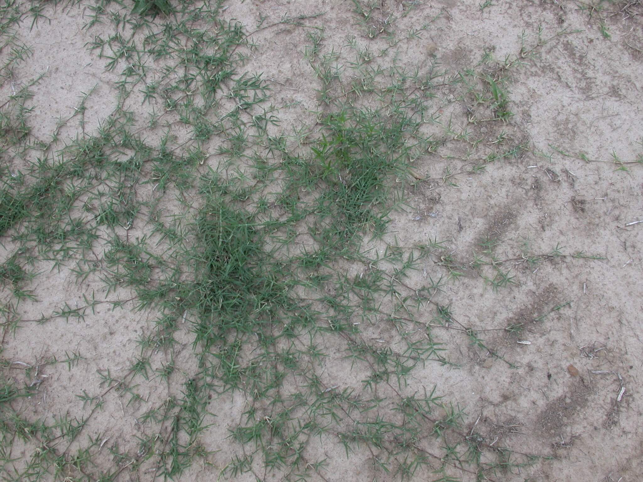 Bermudagrass Stolons