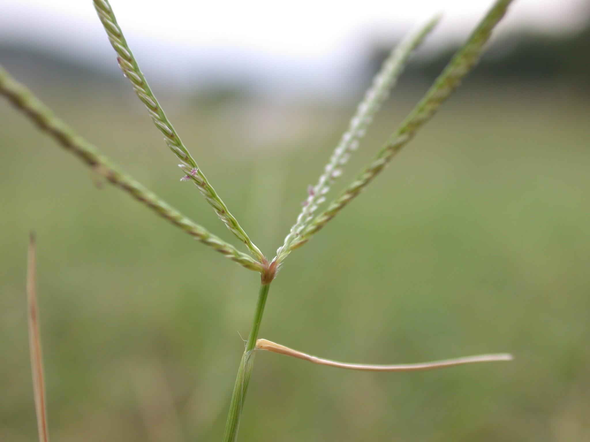 Bermudagrass Head