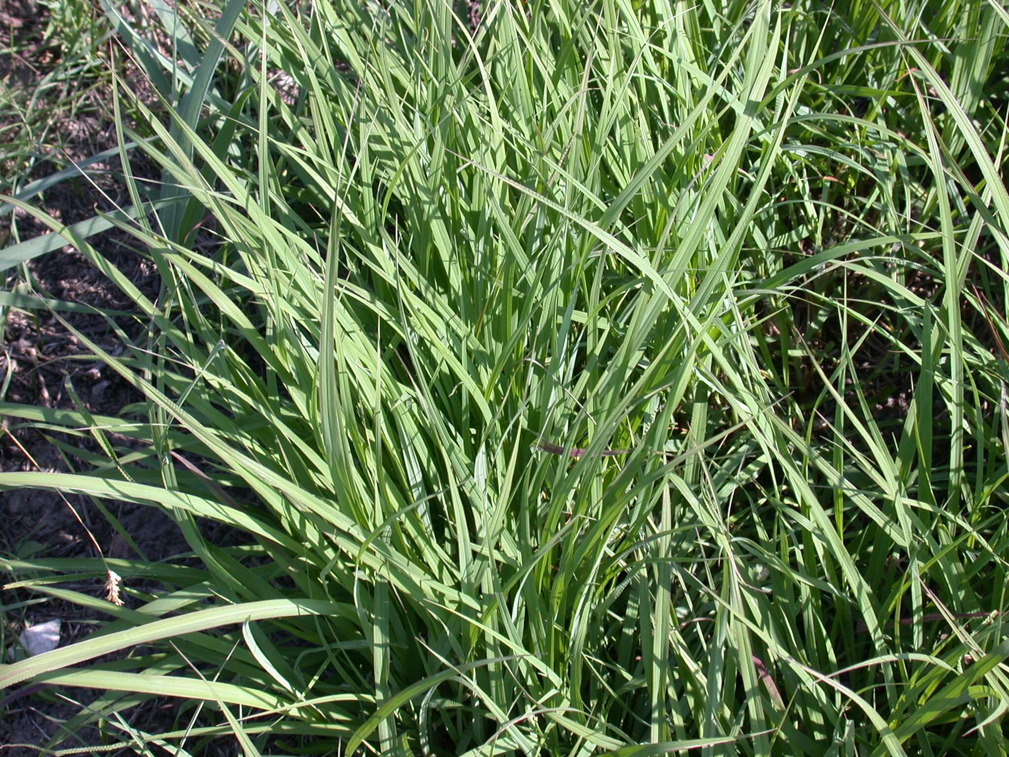 Big Bluestem Clump