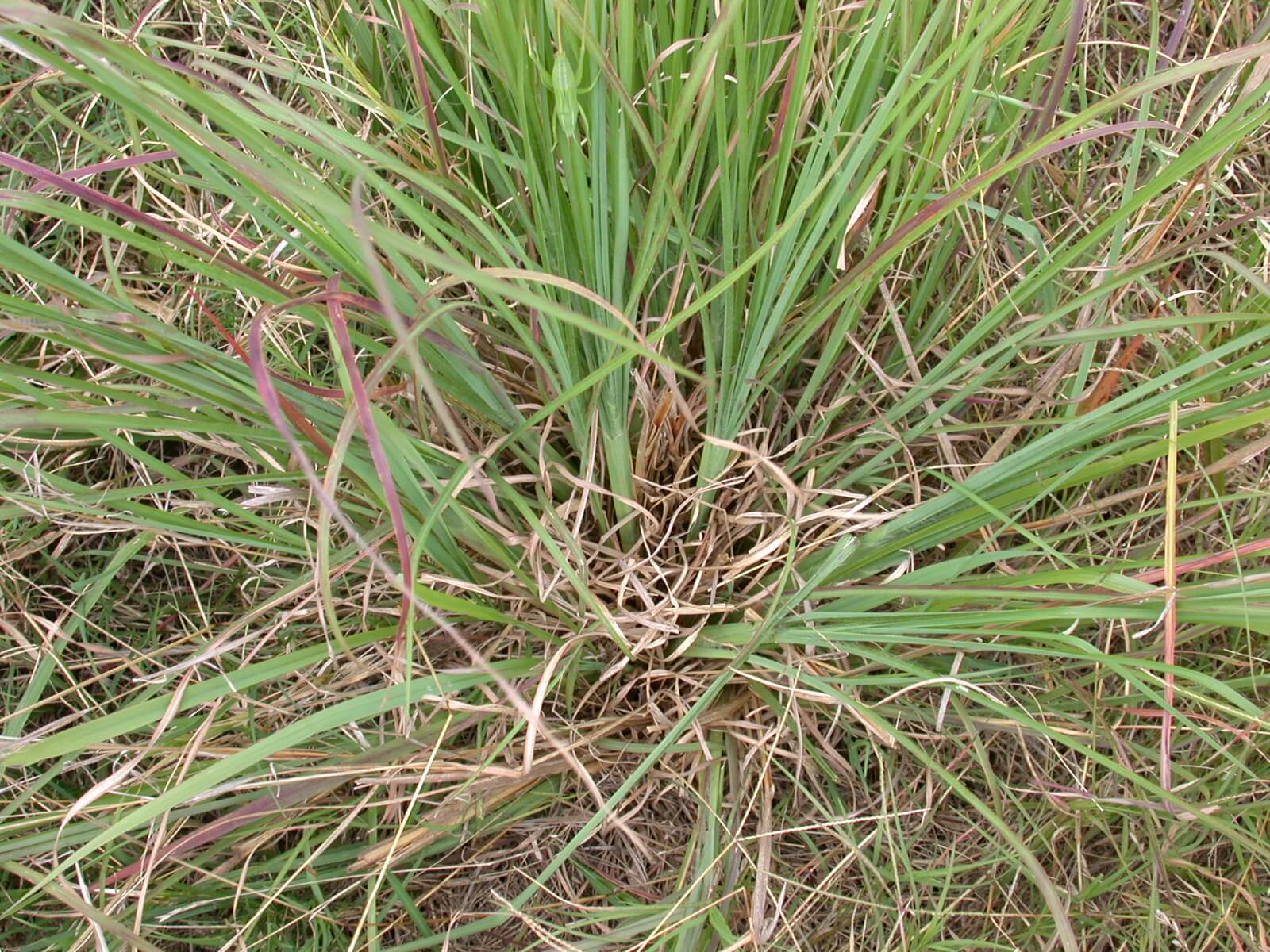 Big Bluestem Crown