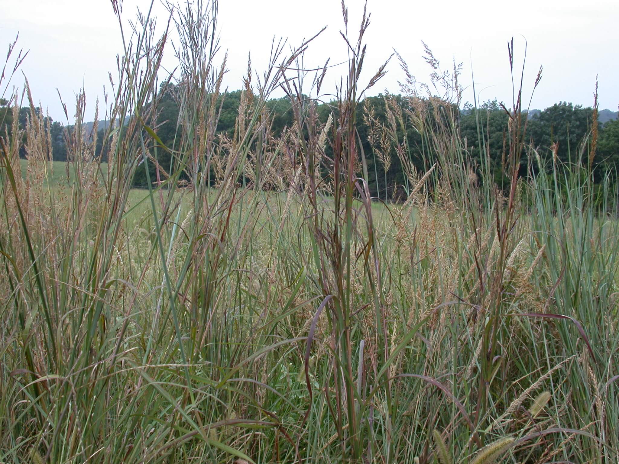 Big Bluestem Field