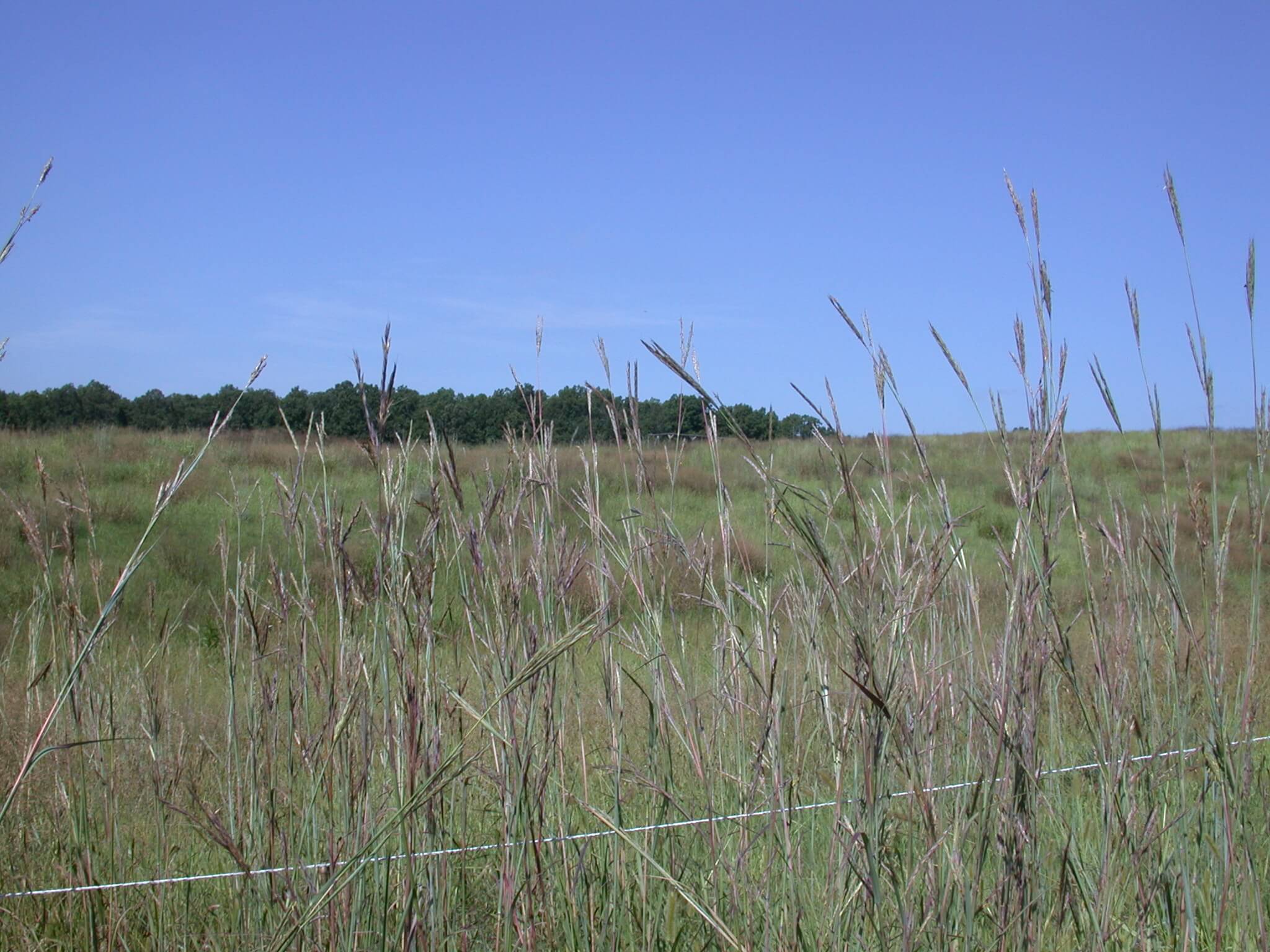 Big Bluestem Field