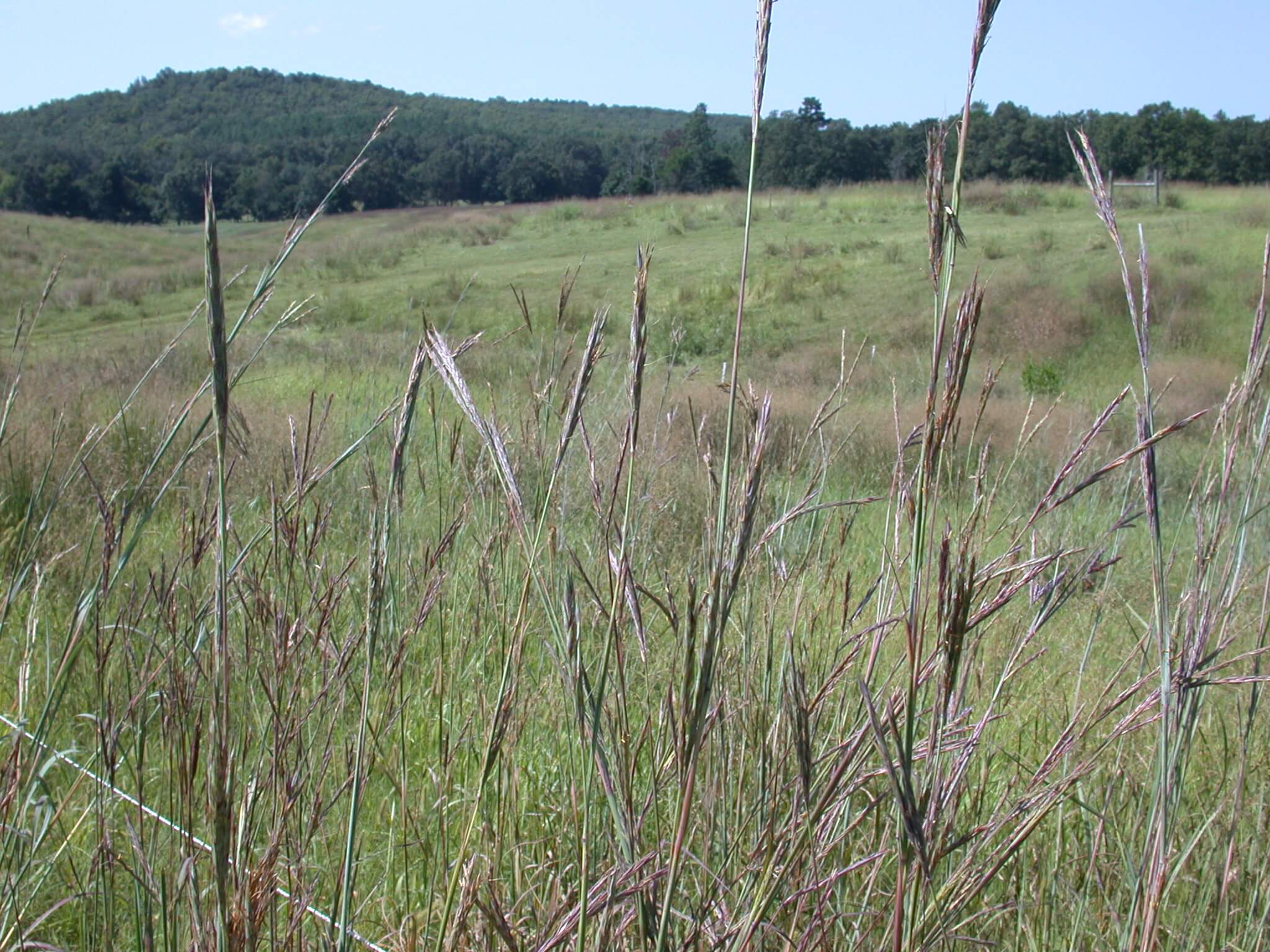 Big Bluestem Field