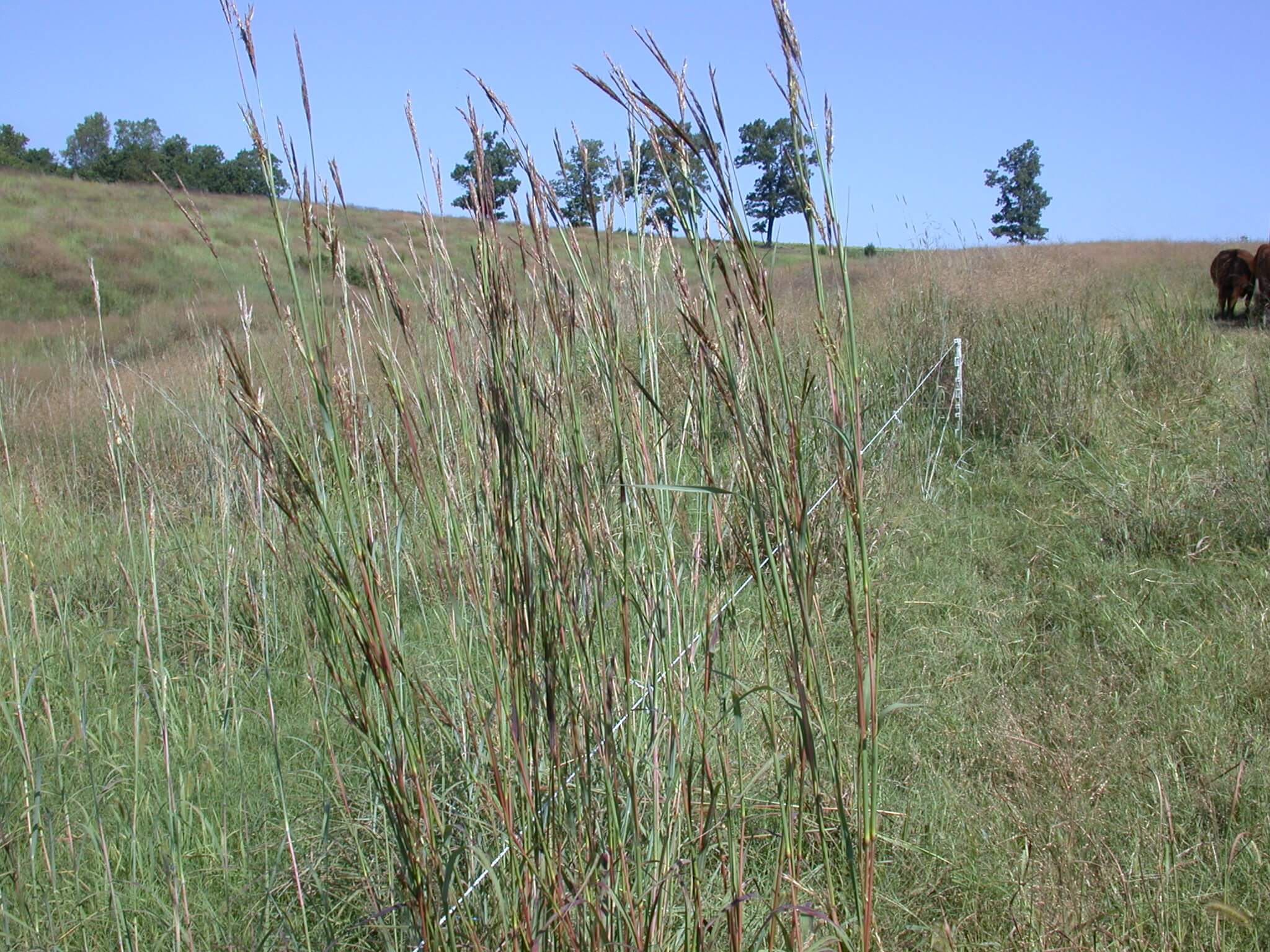 Big Bluestem Field