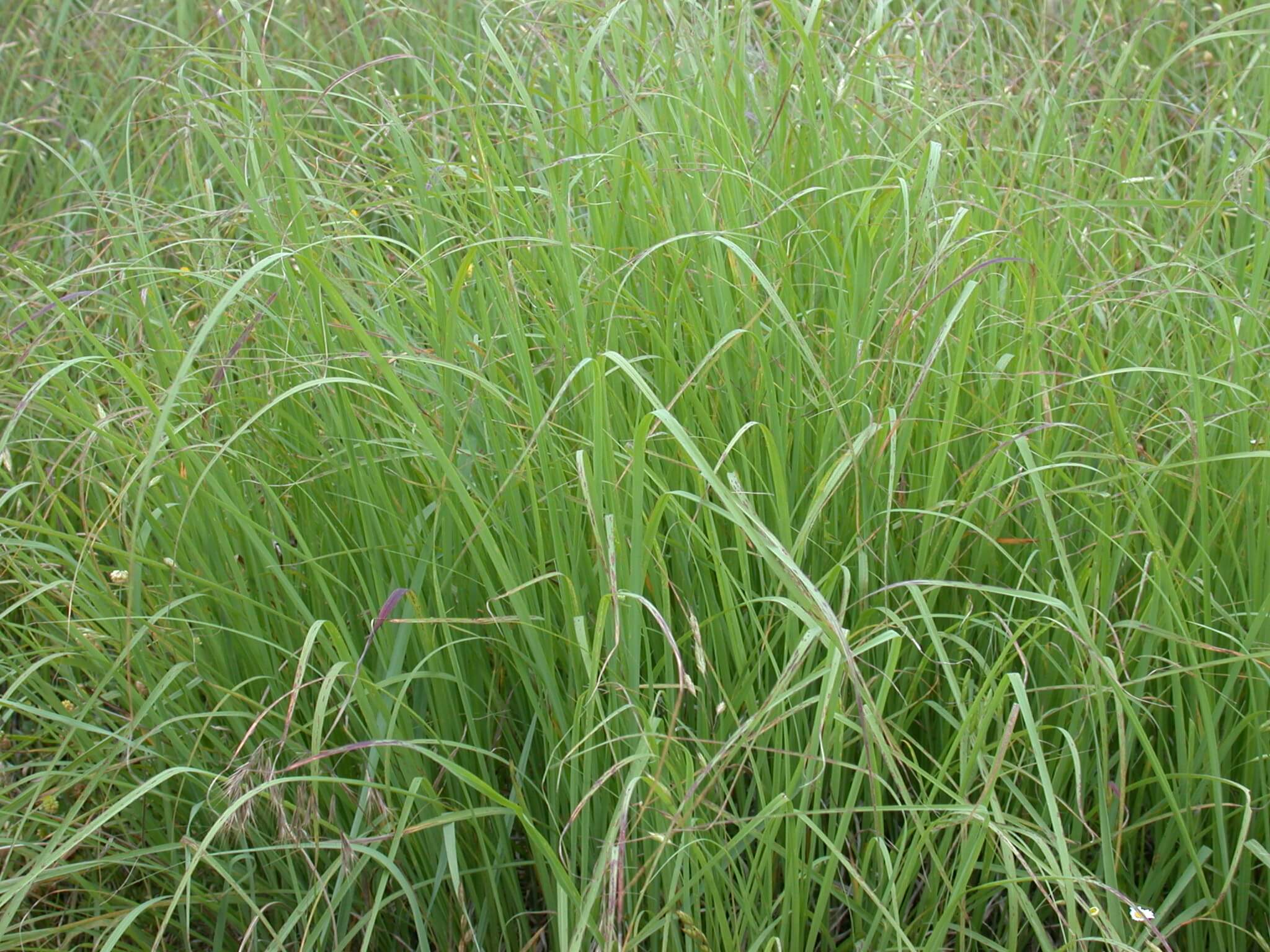 Big Bluestem Forage