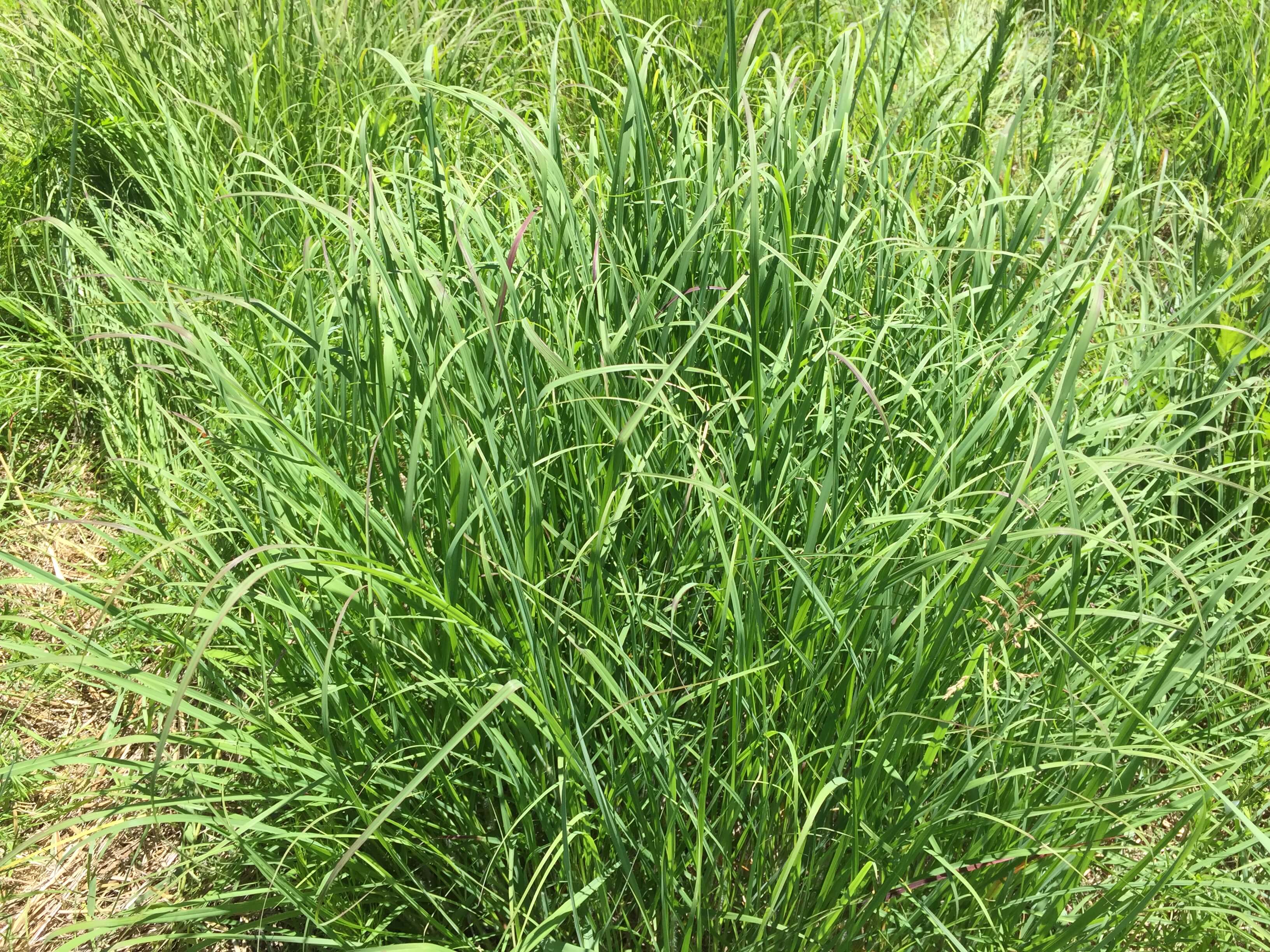 Big Bluestem Forage