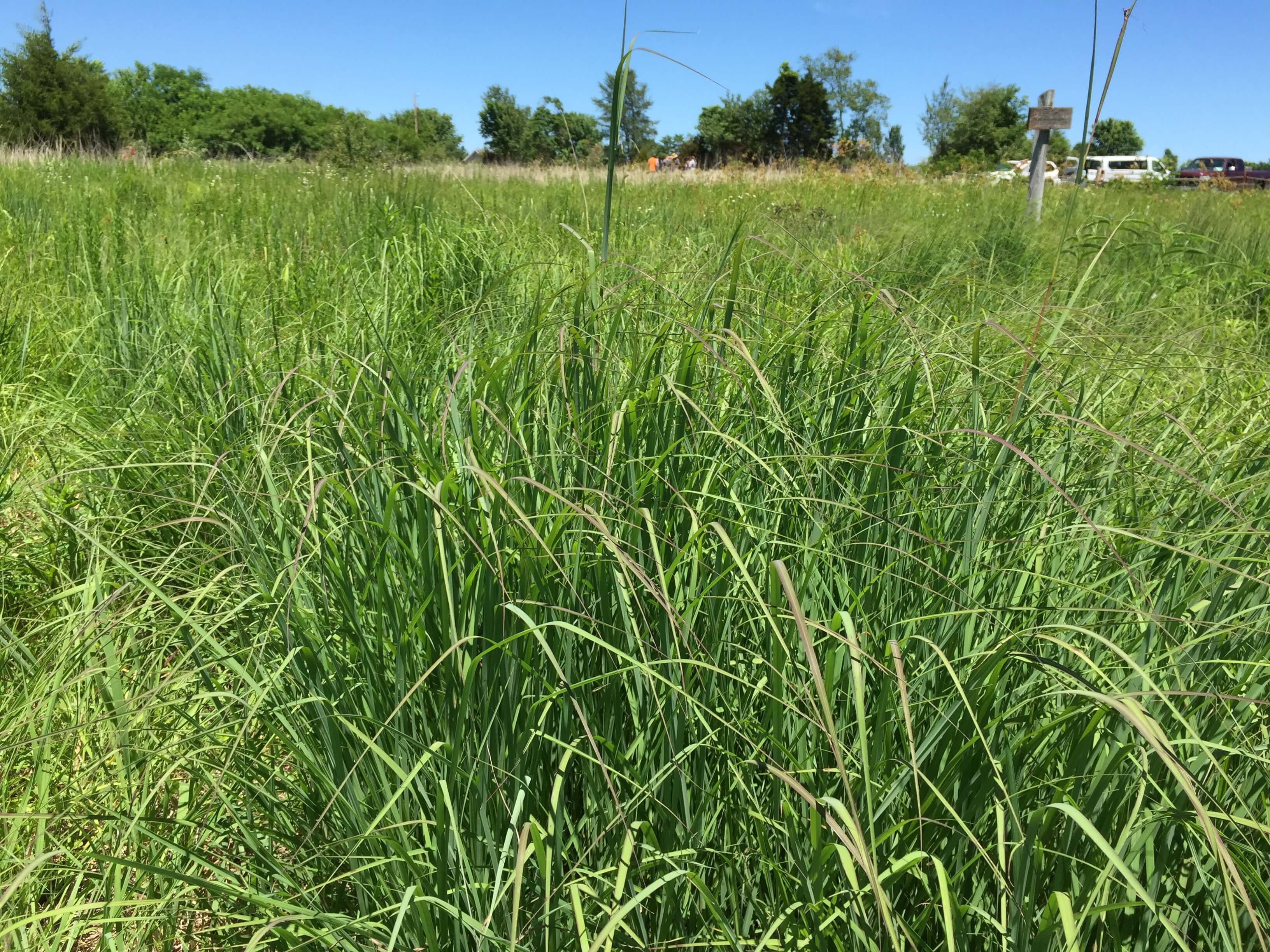 Big Bluestem Forage