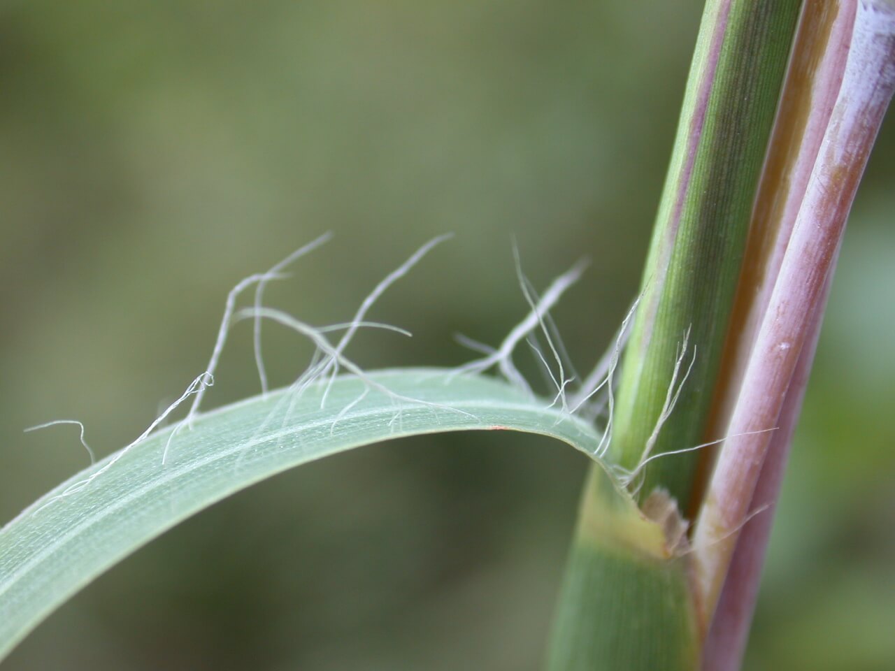 Big Bluestem Leaf Base