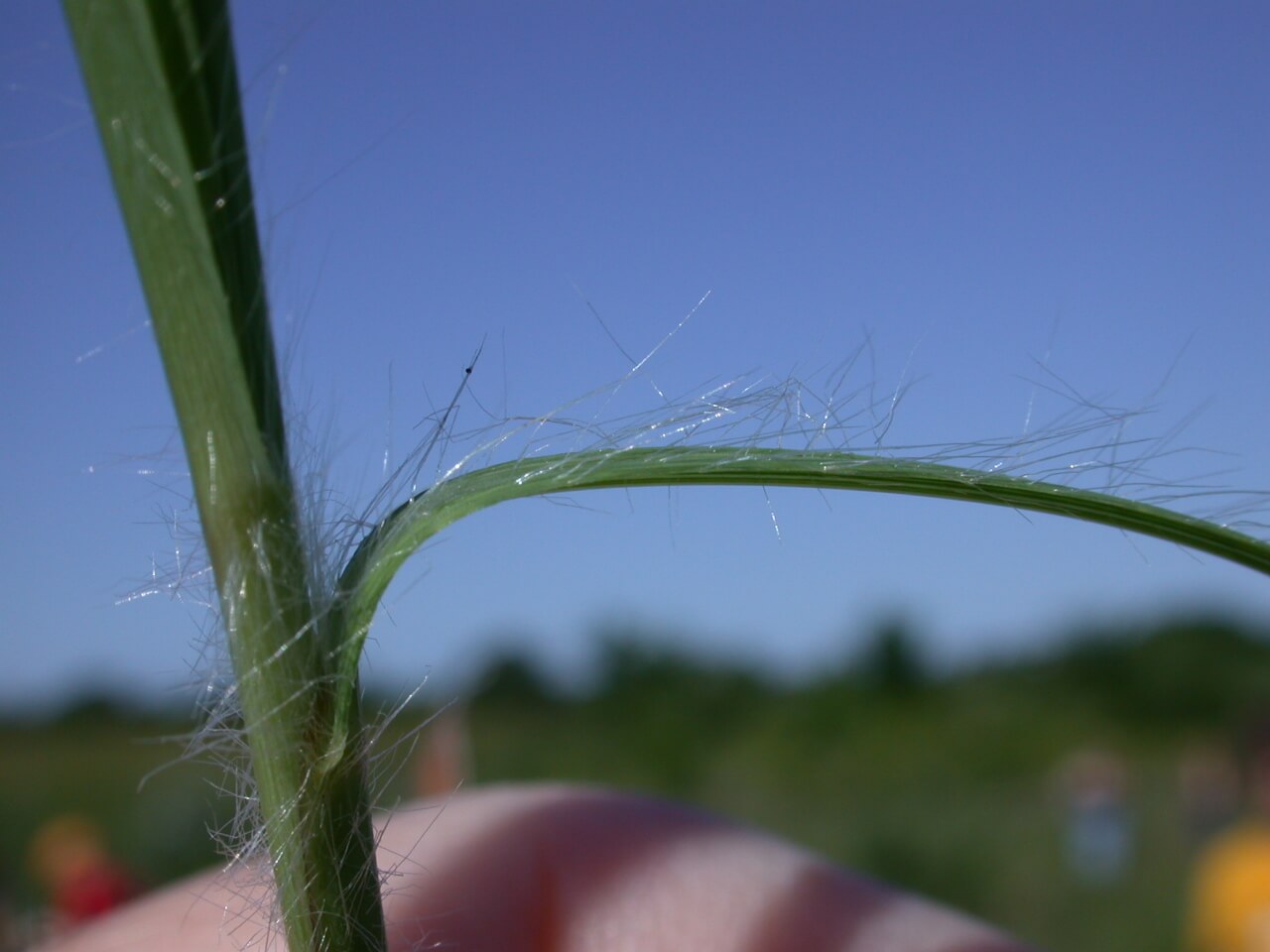 This big bluestem leaf collar has lots of fiberous hairs.