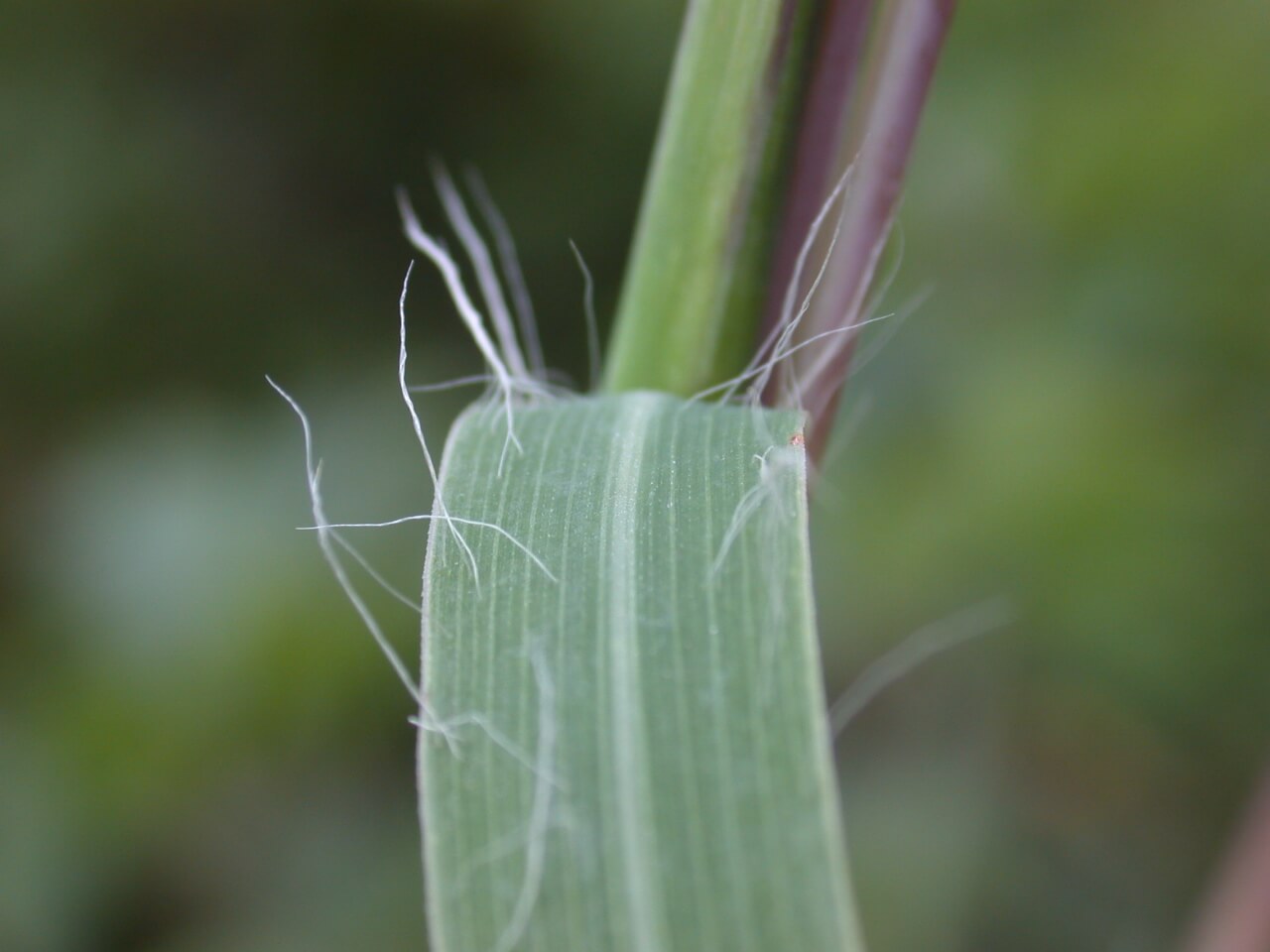 Big bluestem leaves have lots of fiberous hairs.