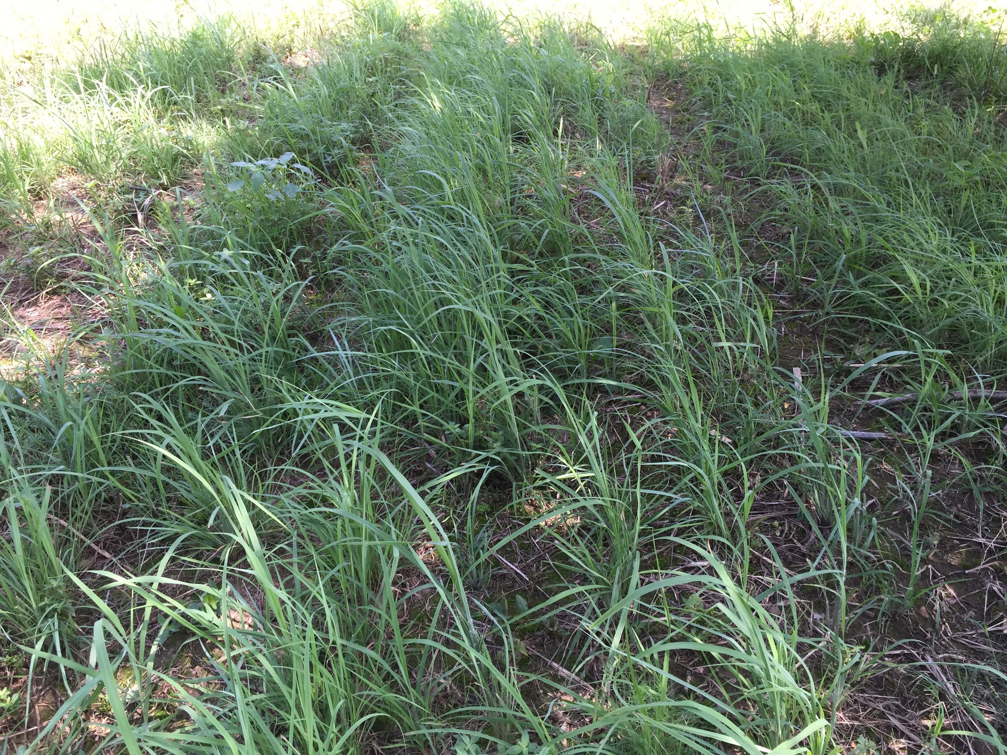 Big Bluestem Patch