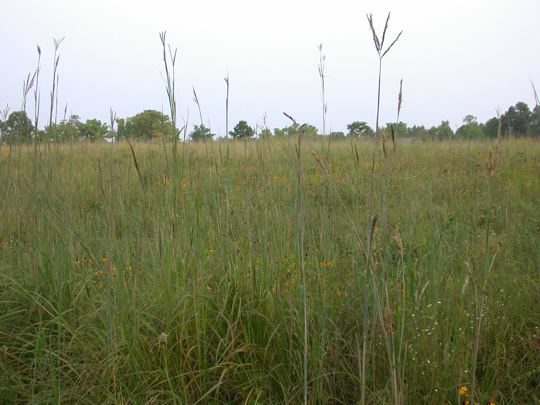 Big Bluestem Plants