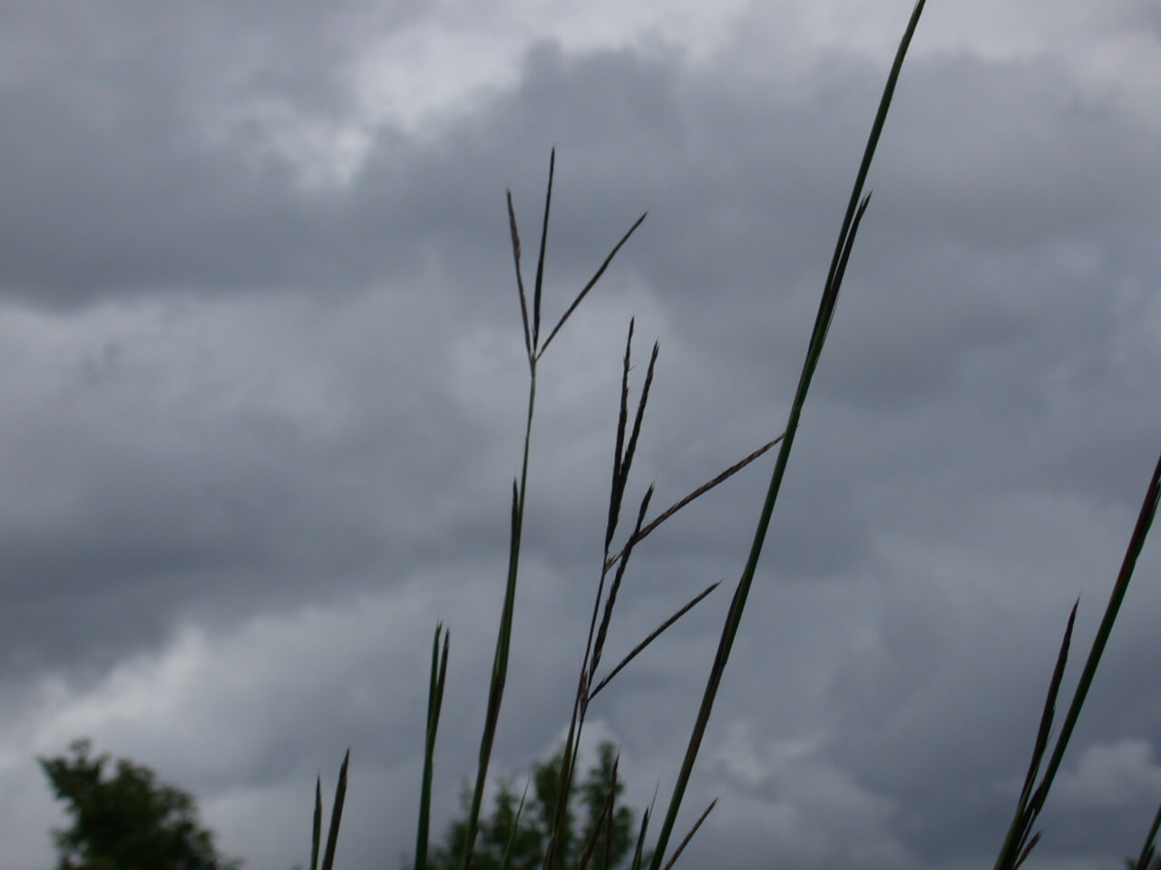 Big bluestem seedheads are thin and purple in color.