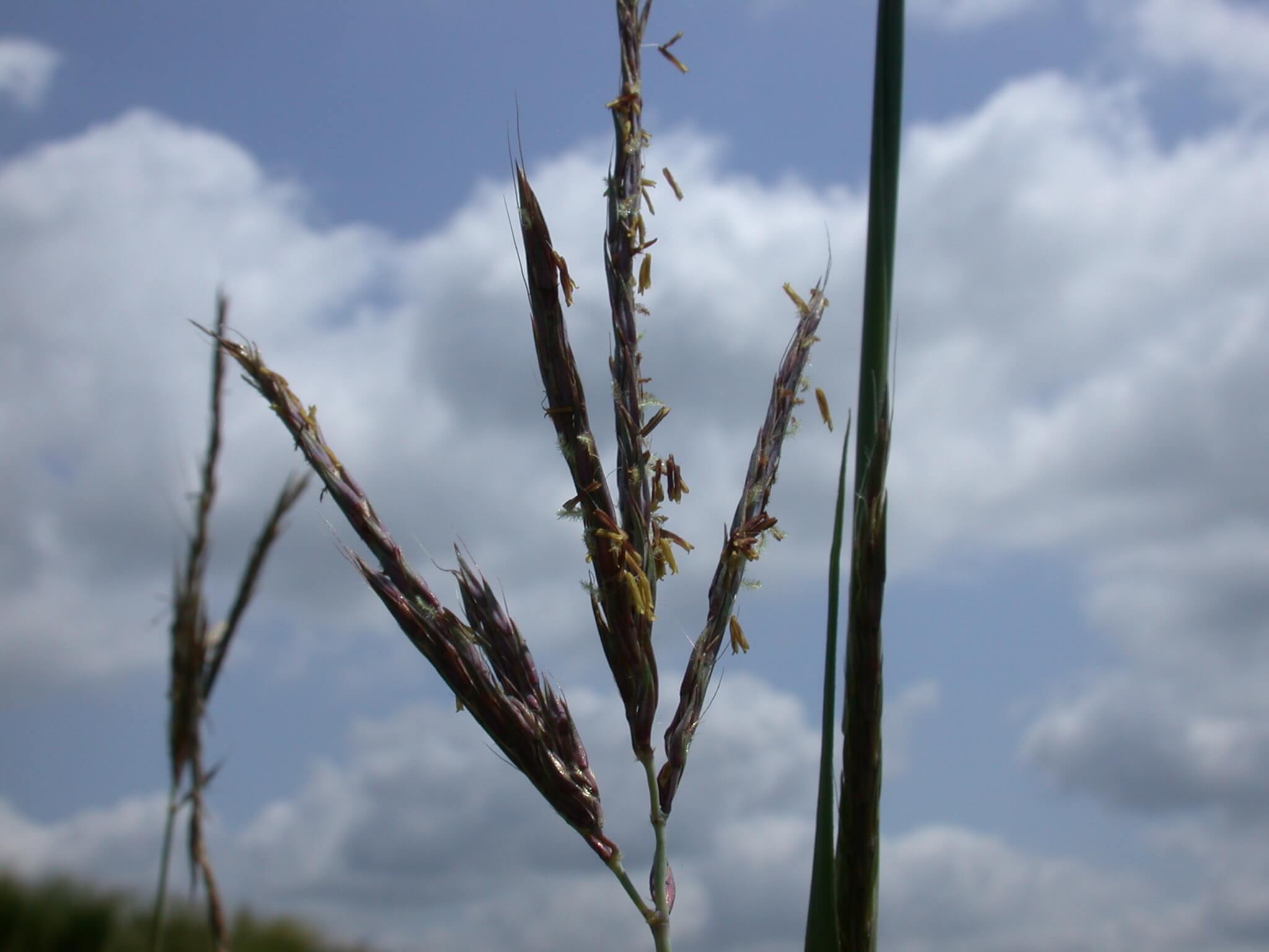 Big bluestem seedheads are thin and purple in color.