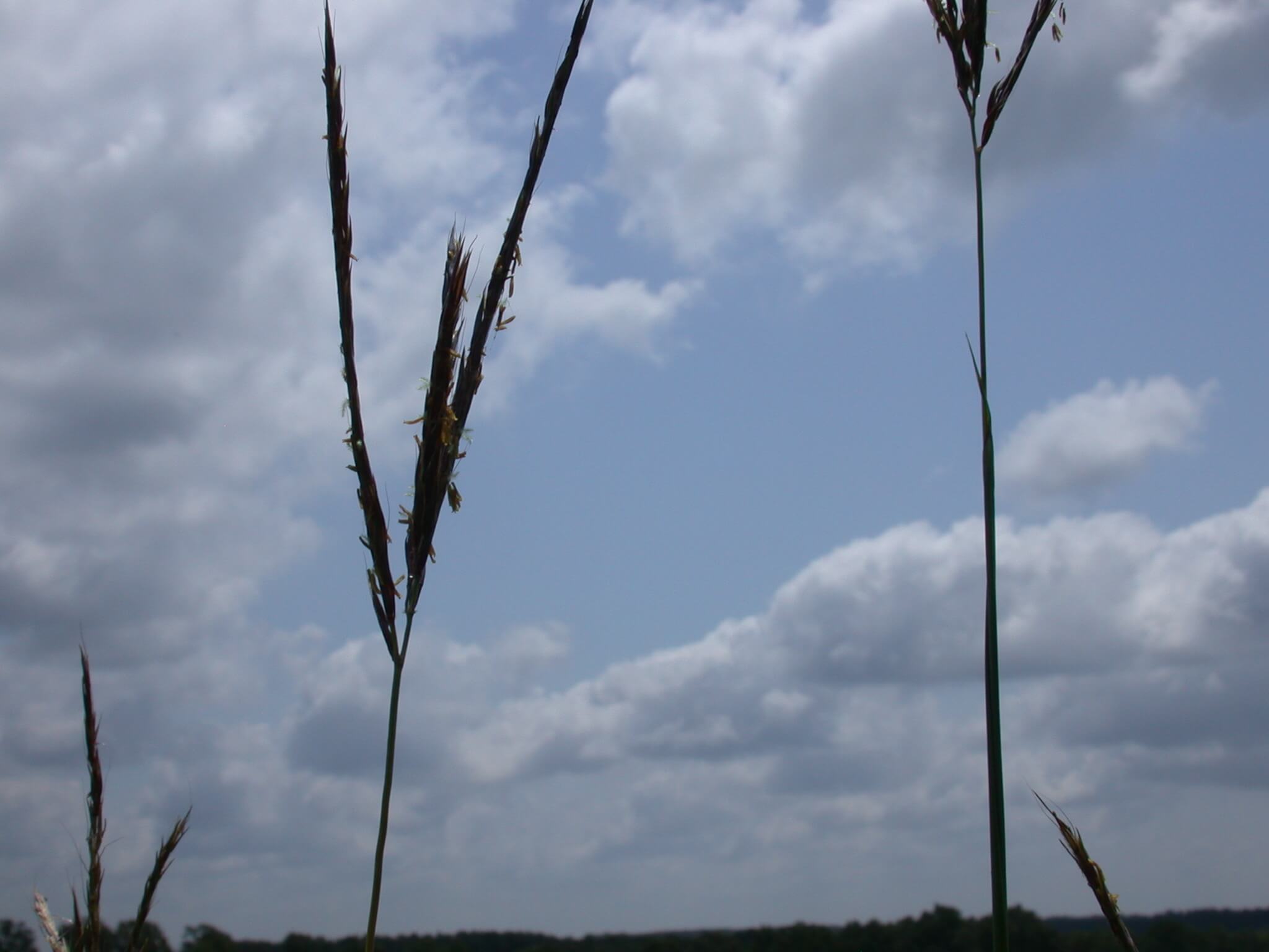 Big Bluestem Seedhead