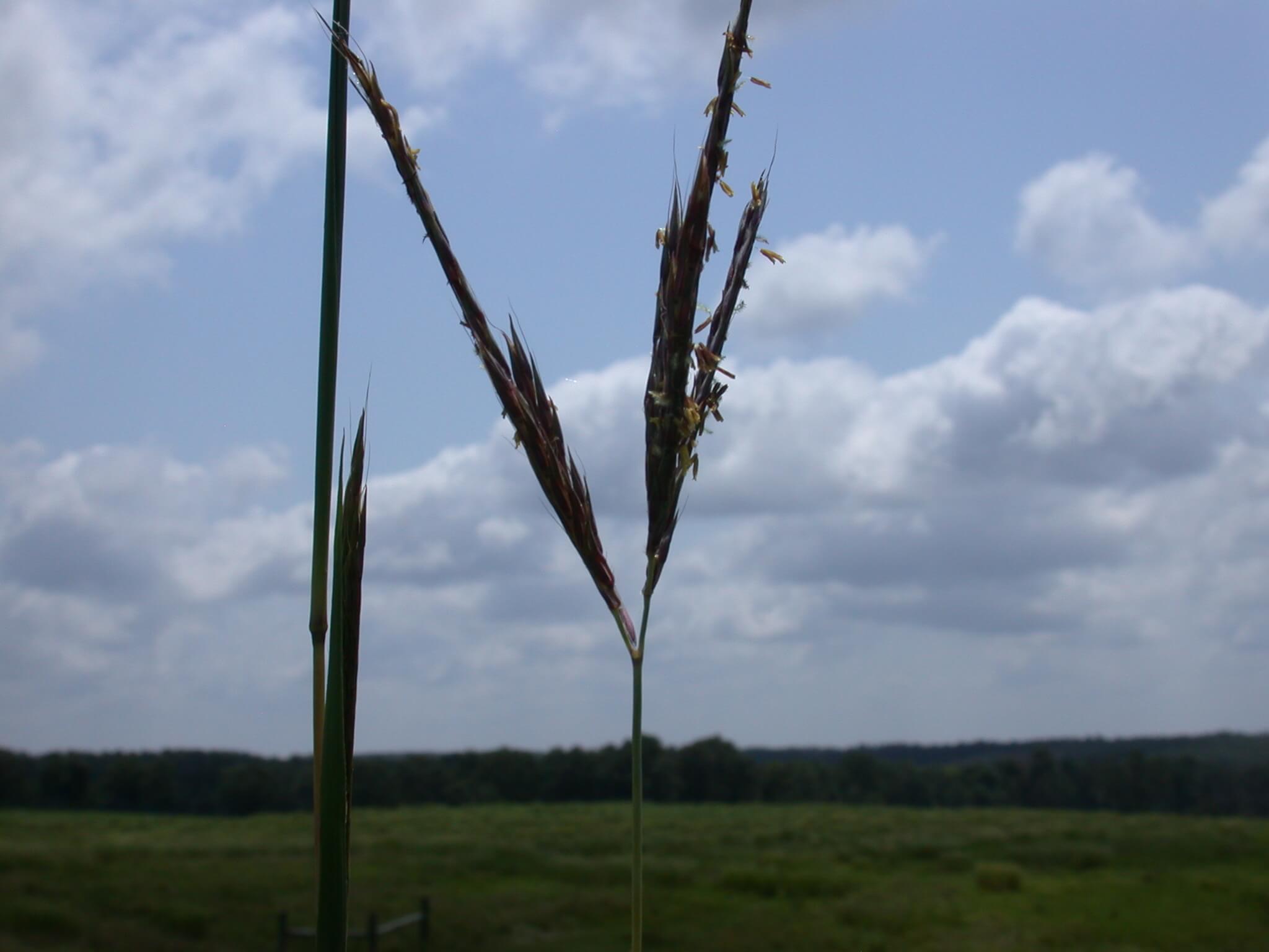 Big Bluestem Seedhead