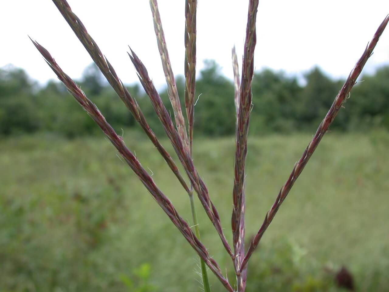Big bluestem seedheads are thin and purple in color.