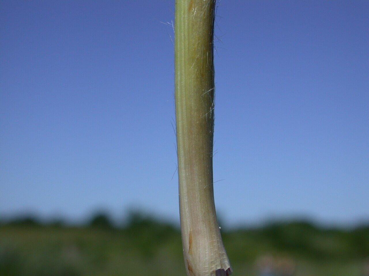 Big bluestem stem bases have tiny fiberous hairs.