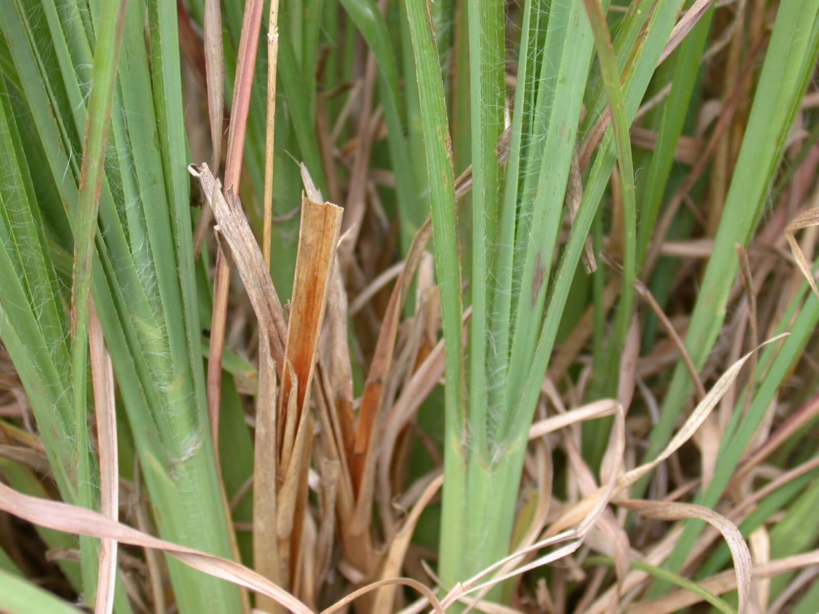 Big bluestem stem bases have tiny fiberous hairs.