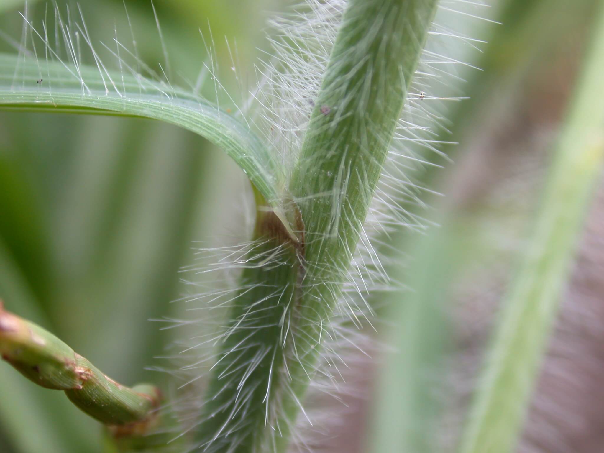 Big bluestem stem bases have tiny fiberous hairs.