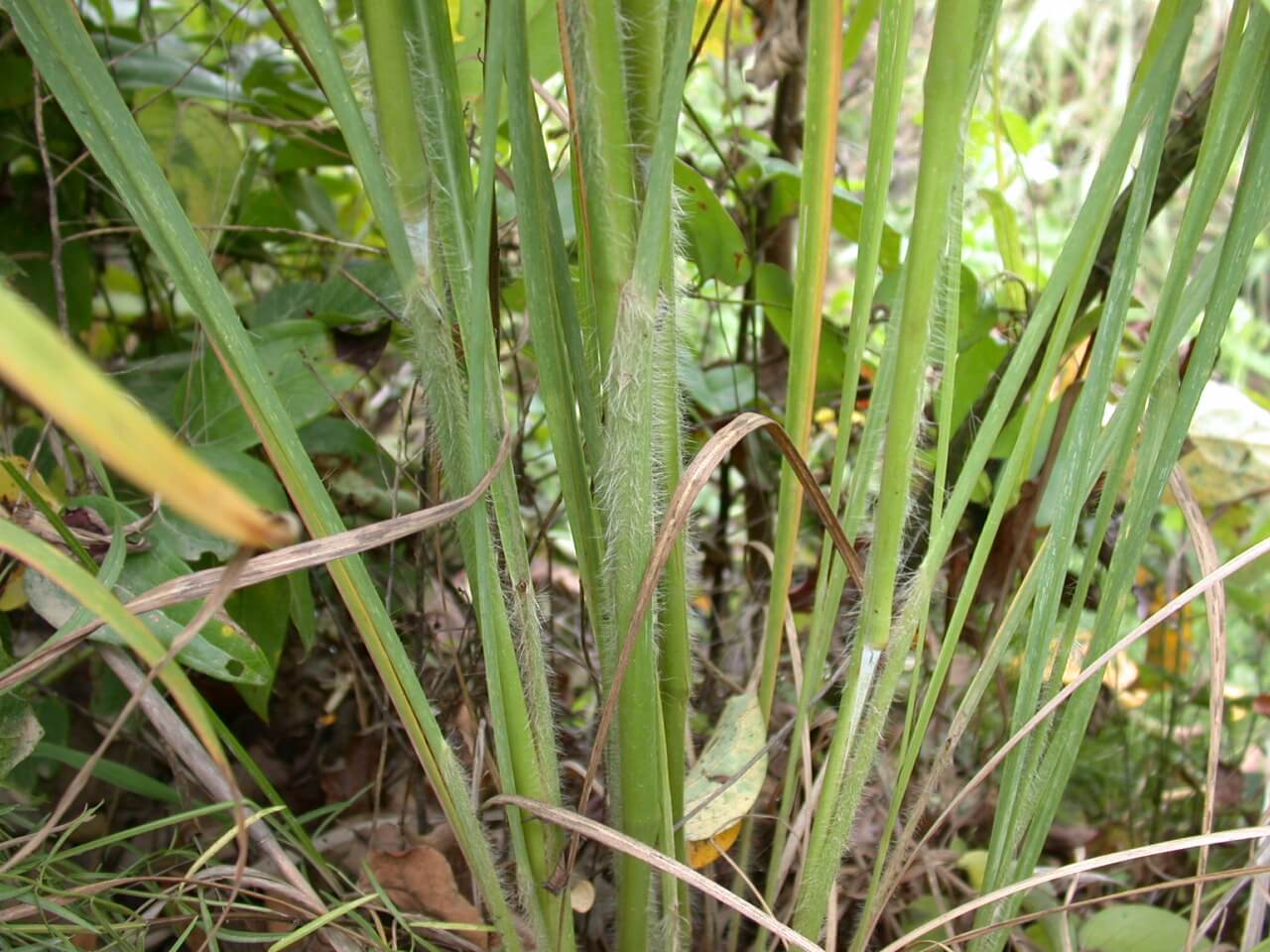 Big Bluestem Stems