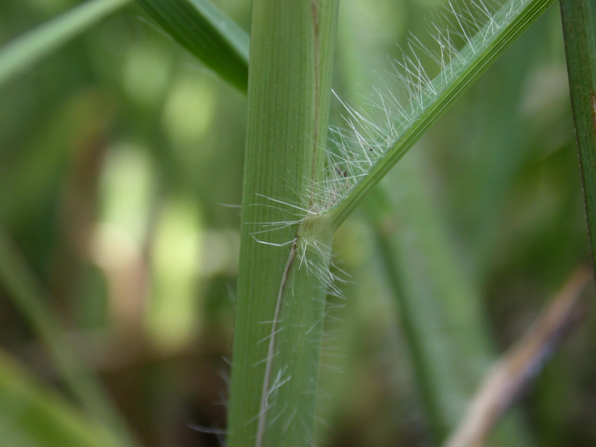 Big Bluestem Leaf Base Hair