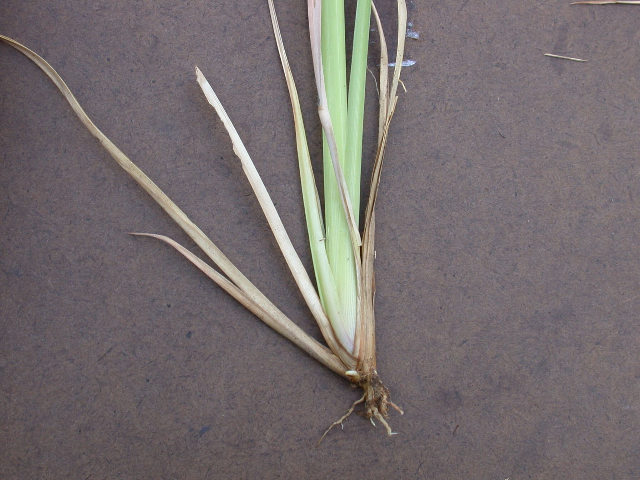 Broomsedge Stem Base