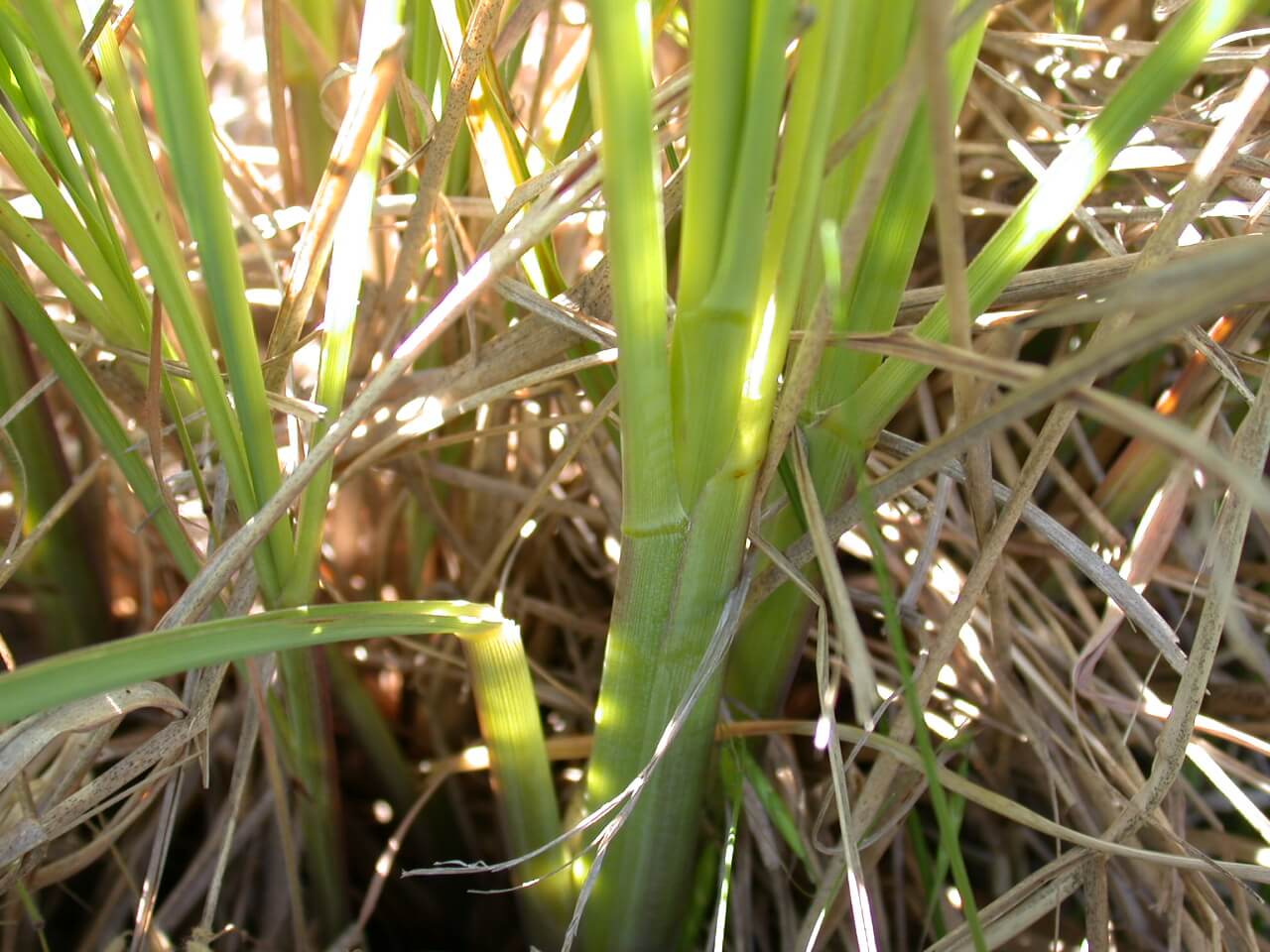 Broomsedge Crown