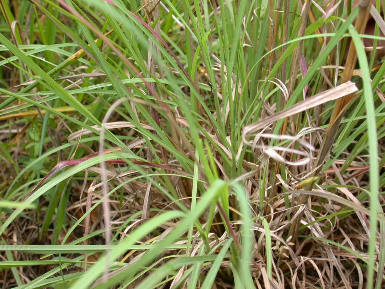 Broomsedge Crown