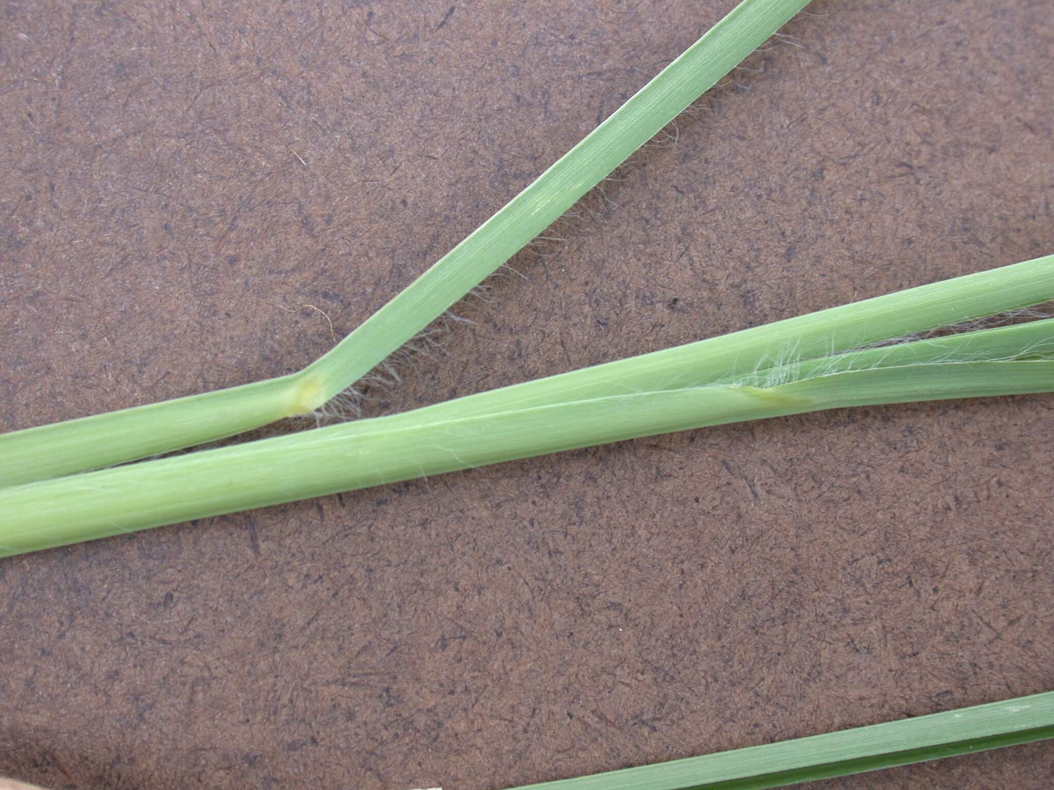 Broomsedge leaves have small hairs.
