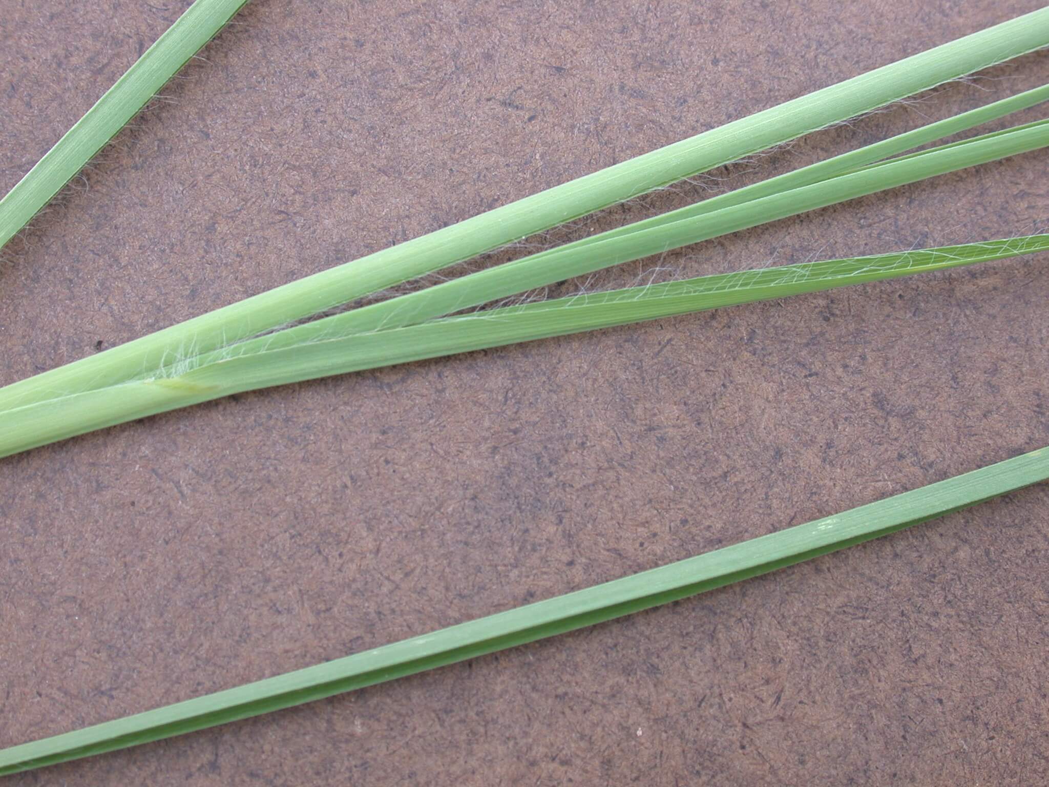 Broomsedge leaves have small hairs.