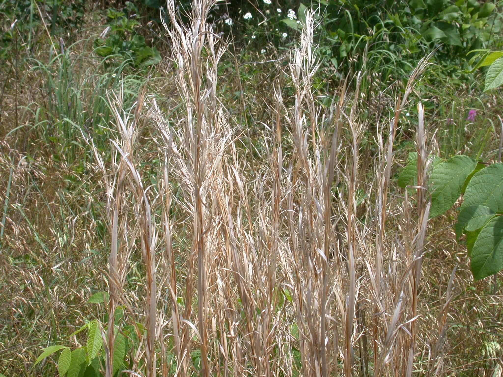 Broomsedge Mature Plant