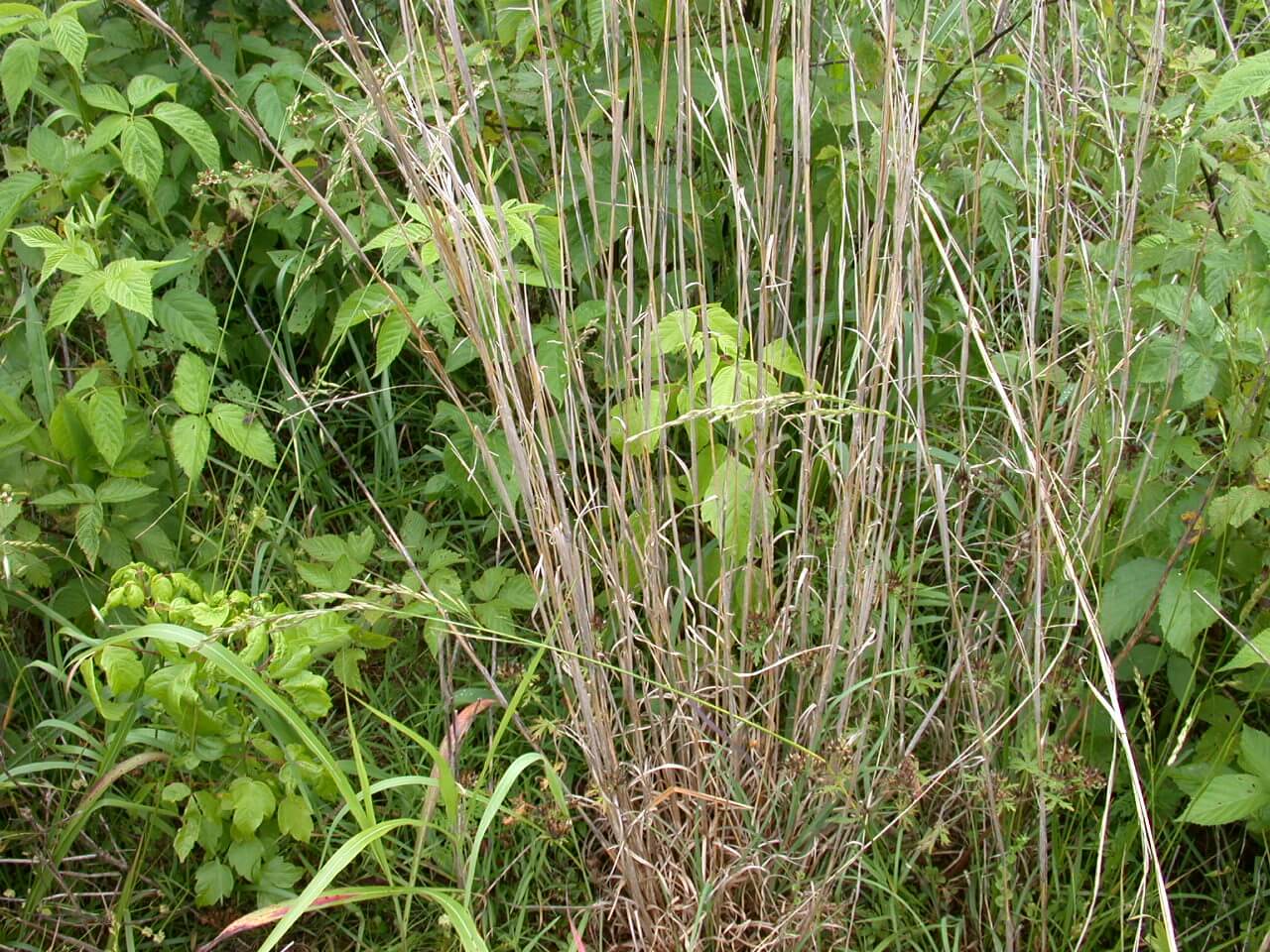 Broomsedge Old Stem