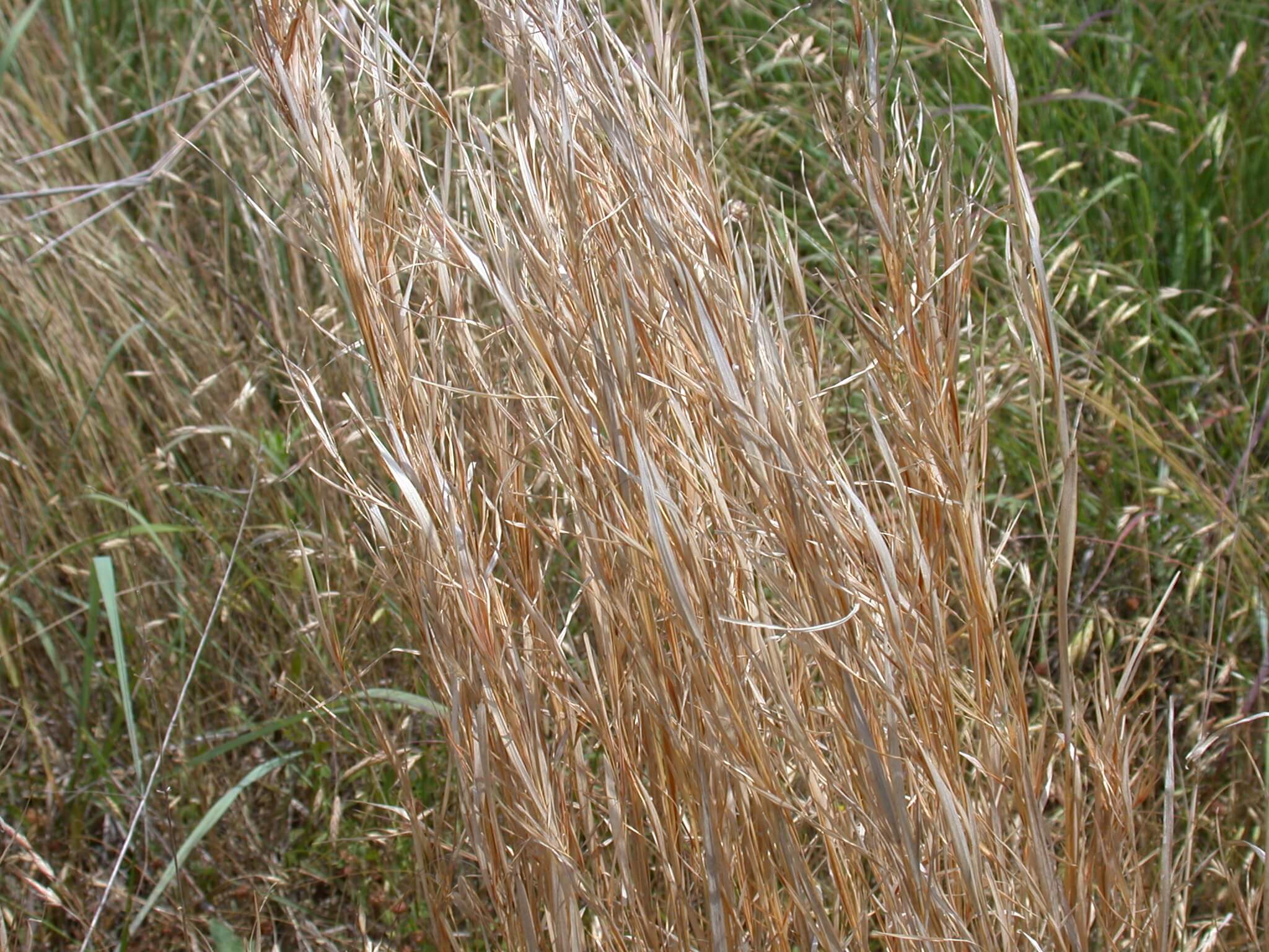 Broomsedge Plant