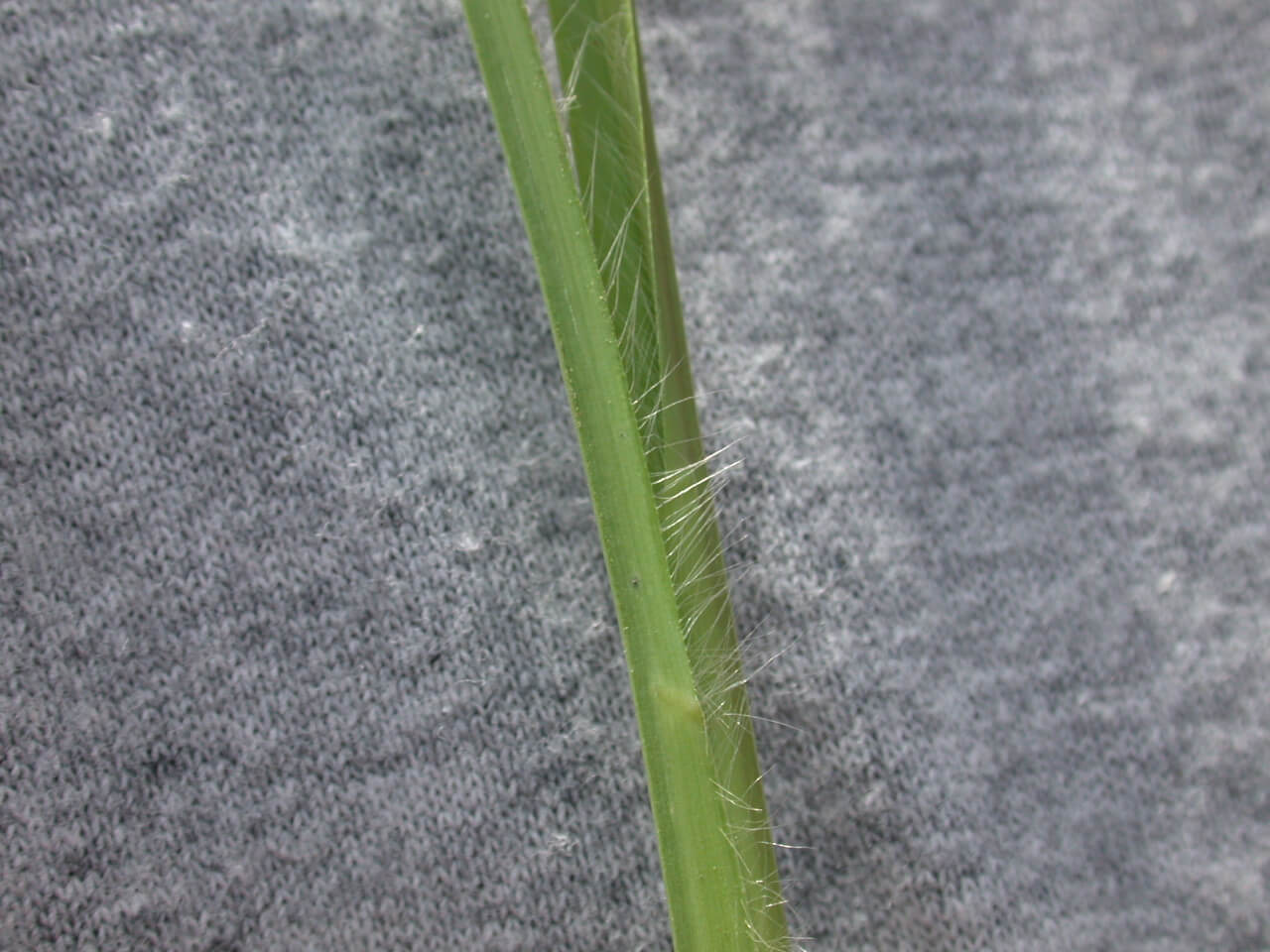 Broomsedge sheath contains small fiberous hairs along the side.