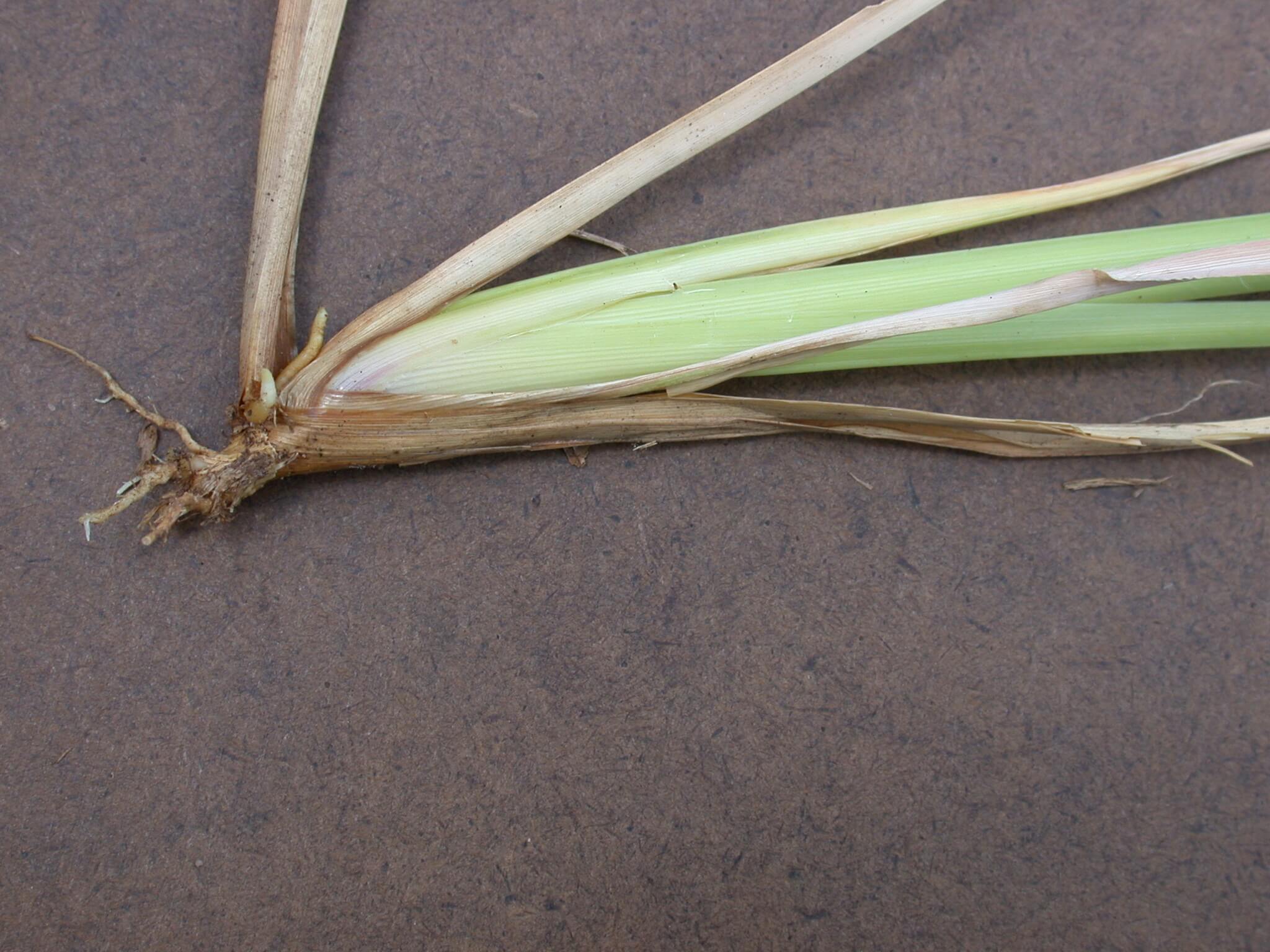 Broomsedge Stem Base