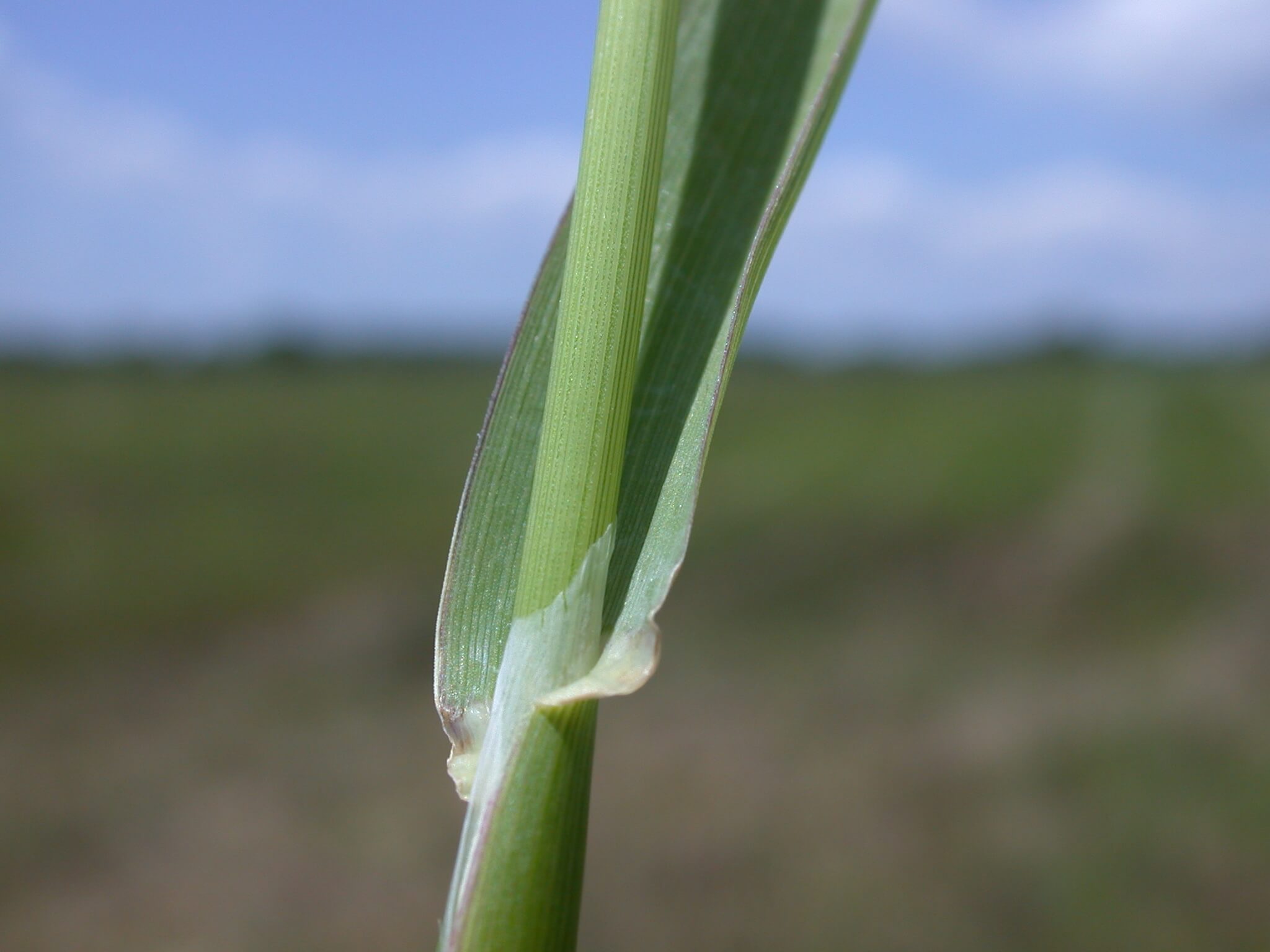 Carolina Canarygrass Ligule