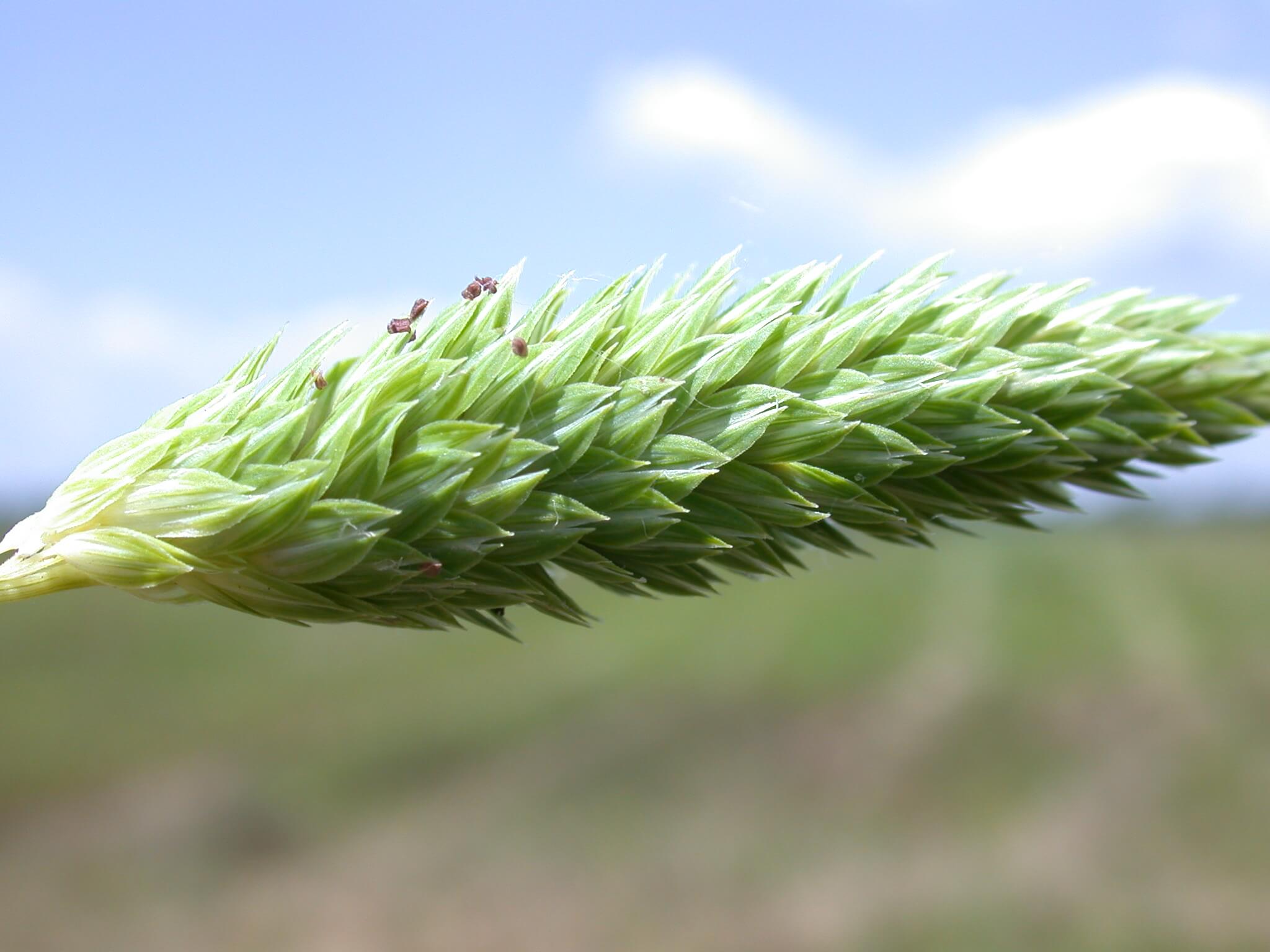 Carolina Canarygrass Seedhead