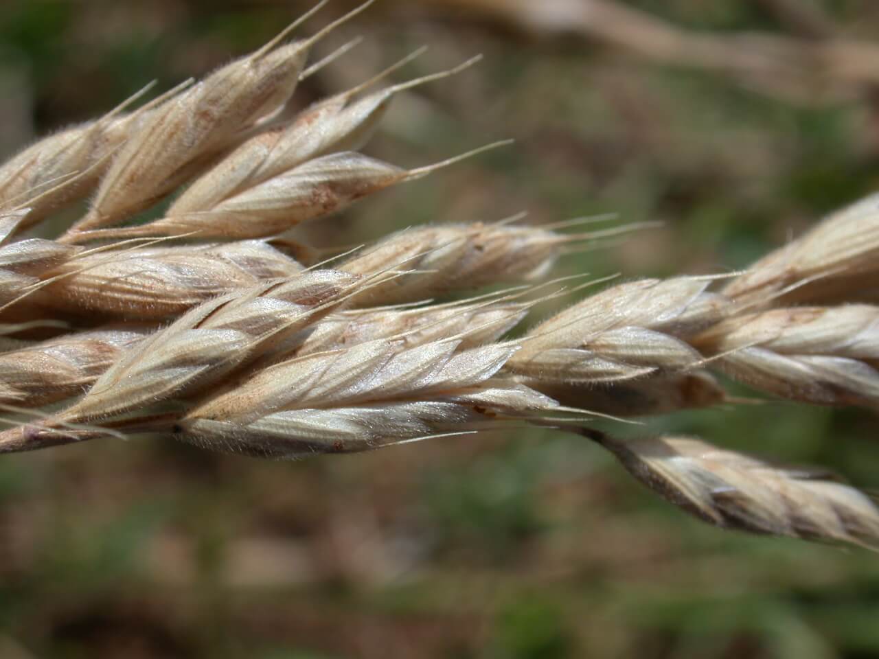 Mature cheat heads are brown and have tiny hairs.