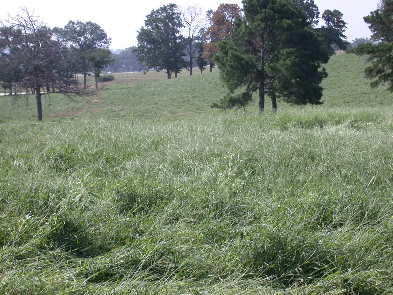 Field view of crabgrass.
