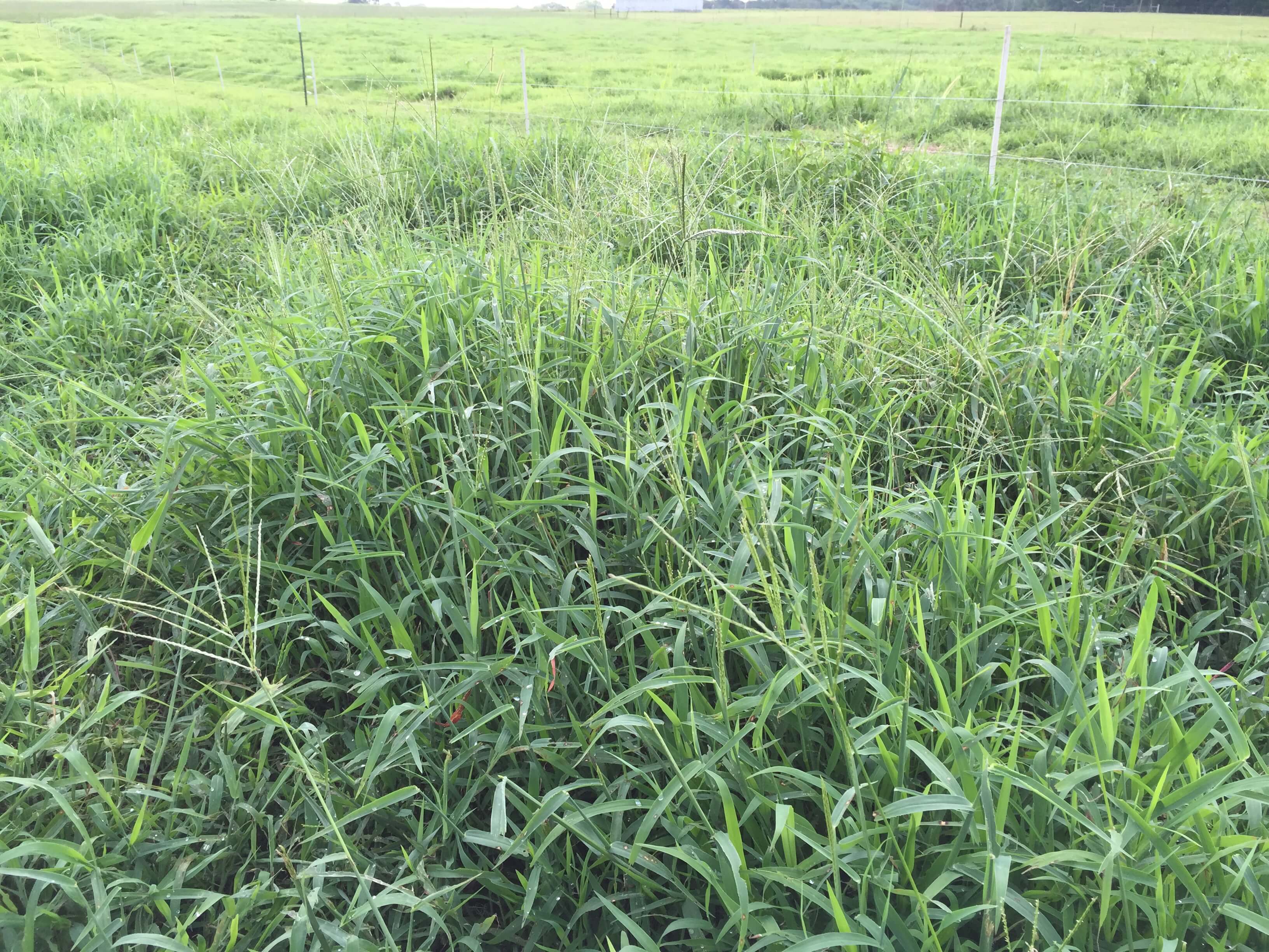 Crabgrass Field