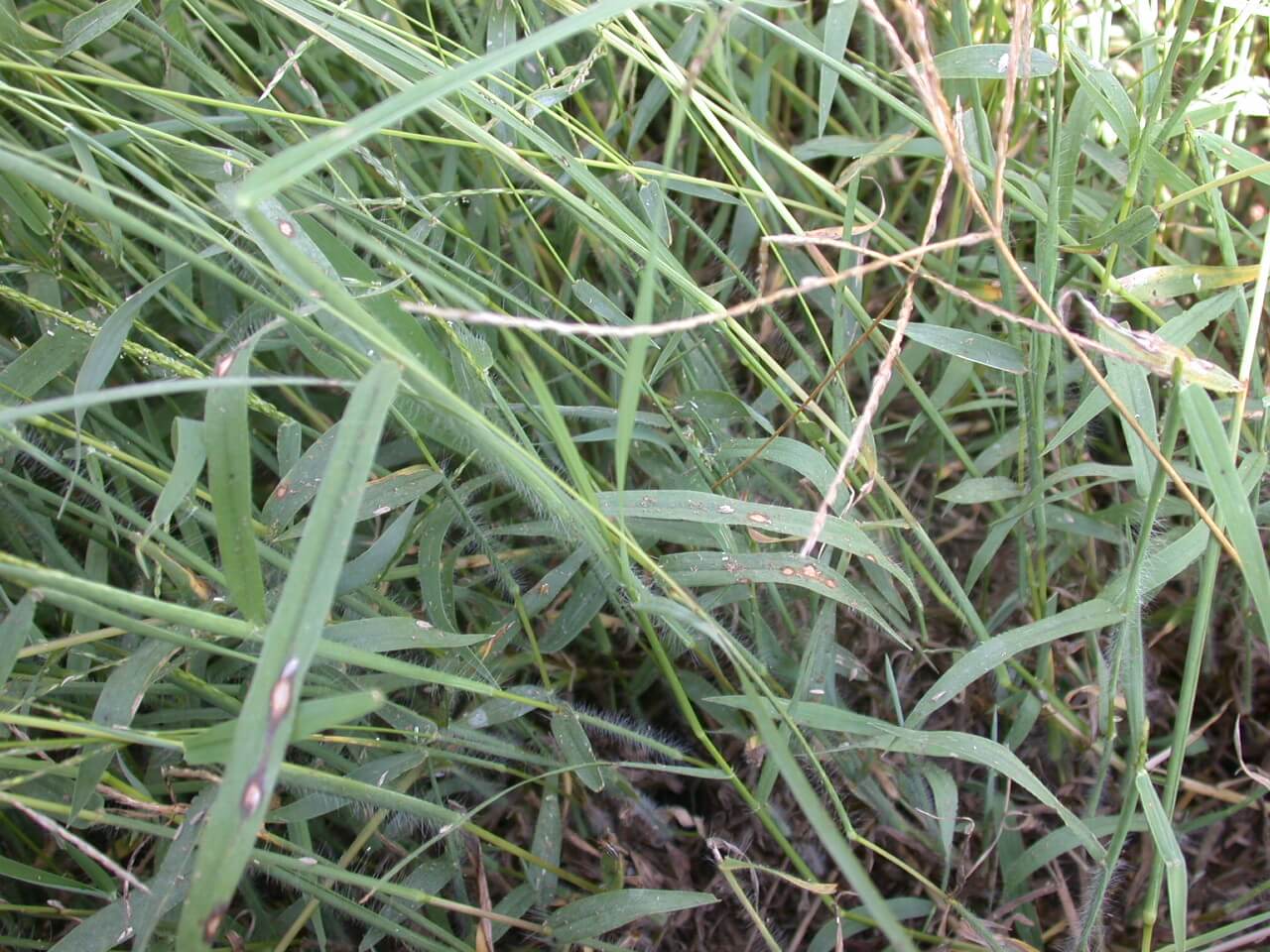 Crabgrass Foliage Crabgrass Foliage