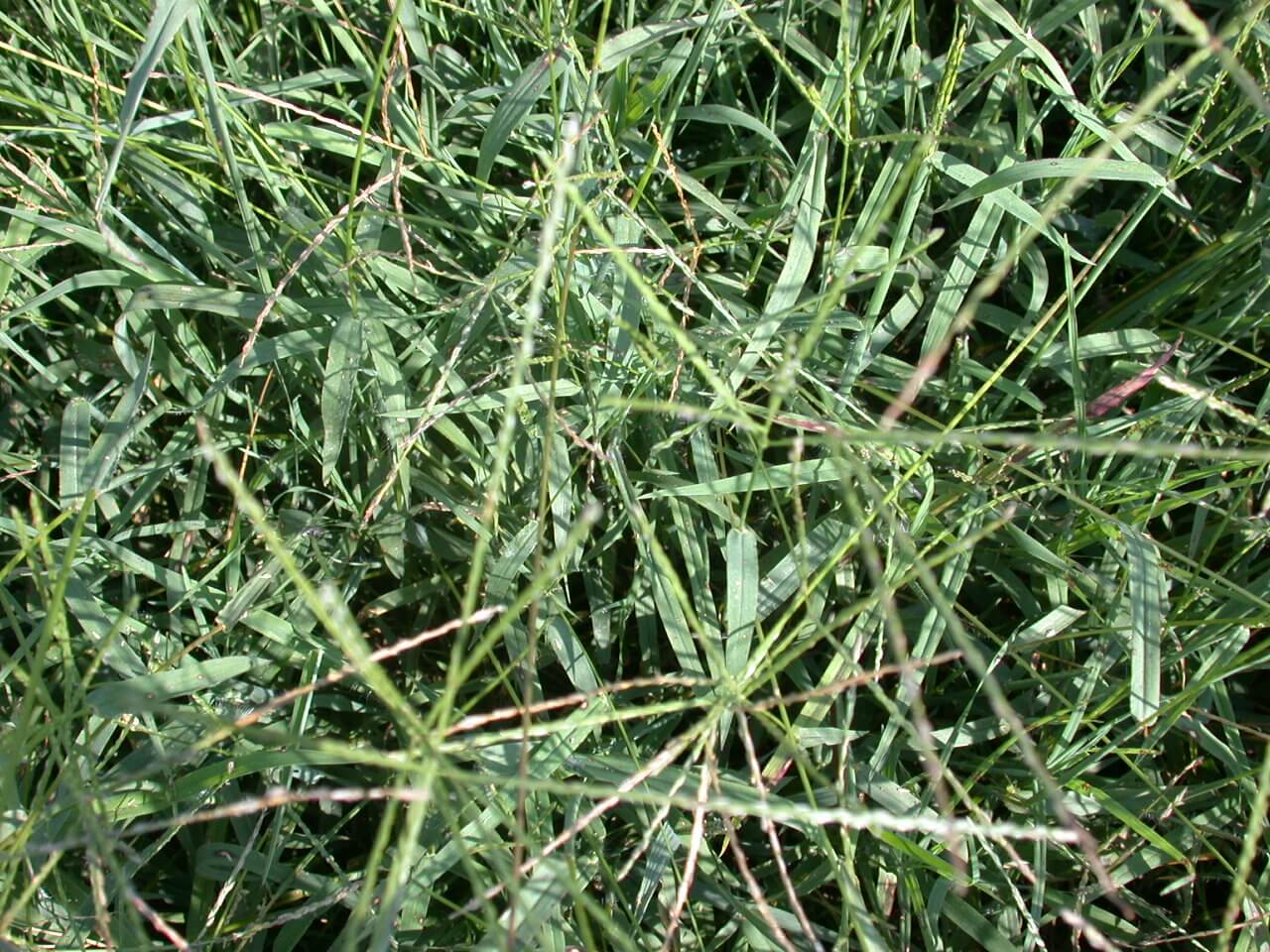 Crabgrass Foliage Crabgrass Foliage