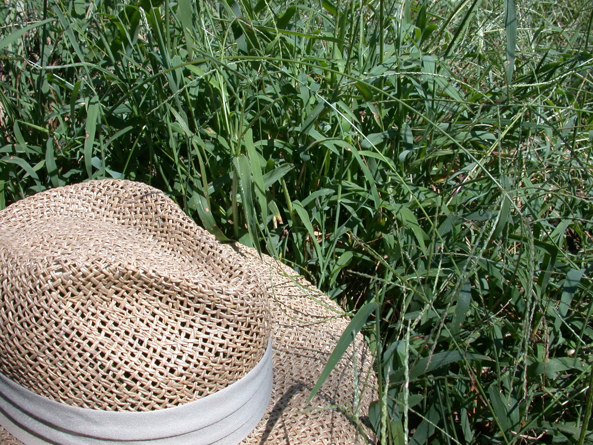 Crabgrass Foliage