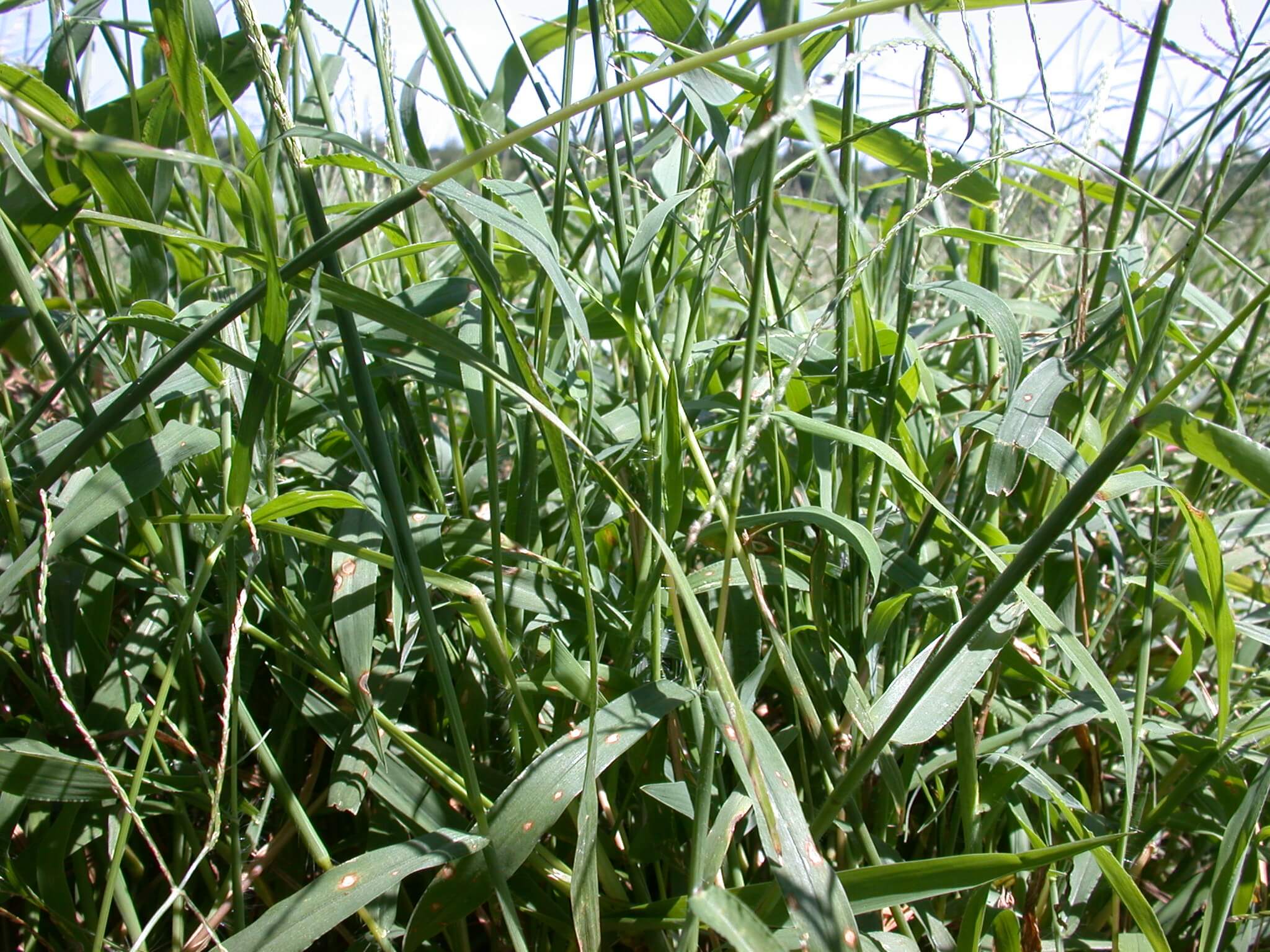 Crabgrass Foliage