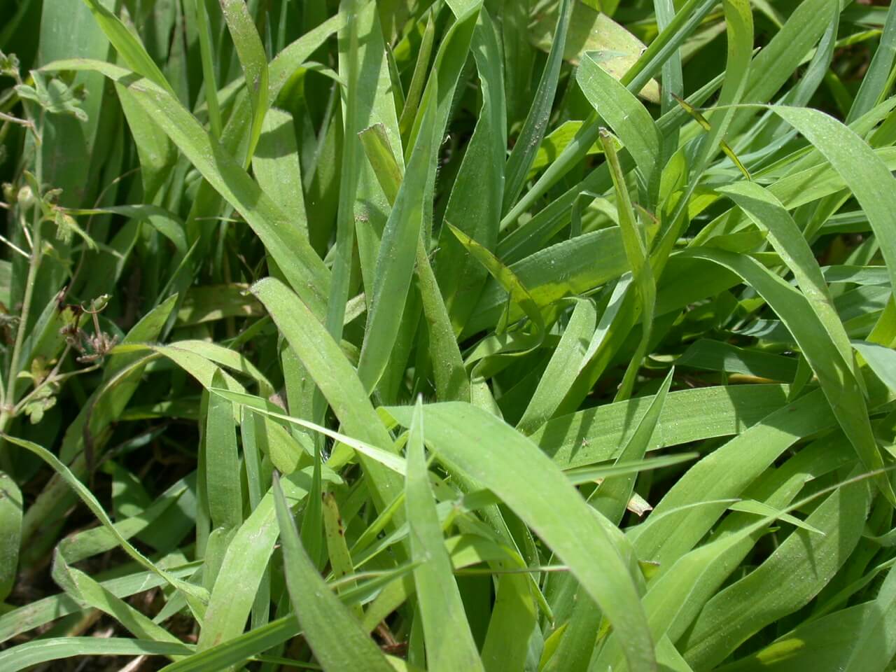 Crabgrass leaves are wide but thin, and have tiny hars on the edges.