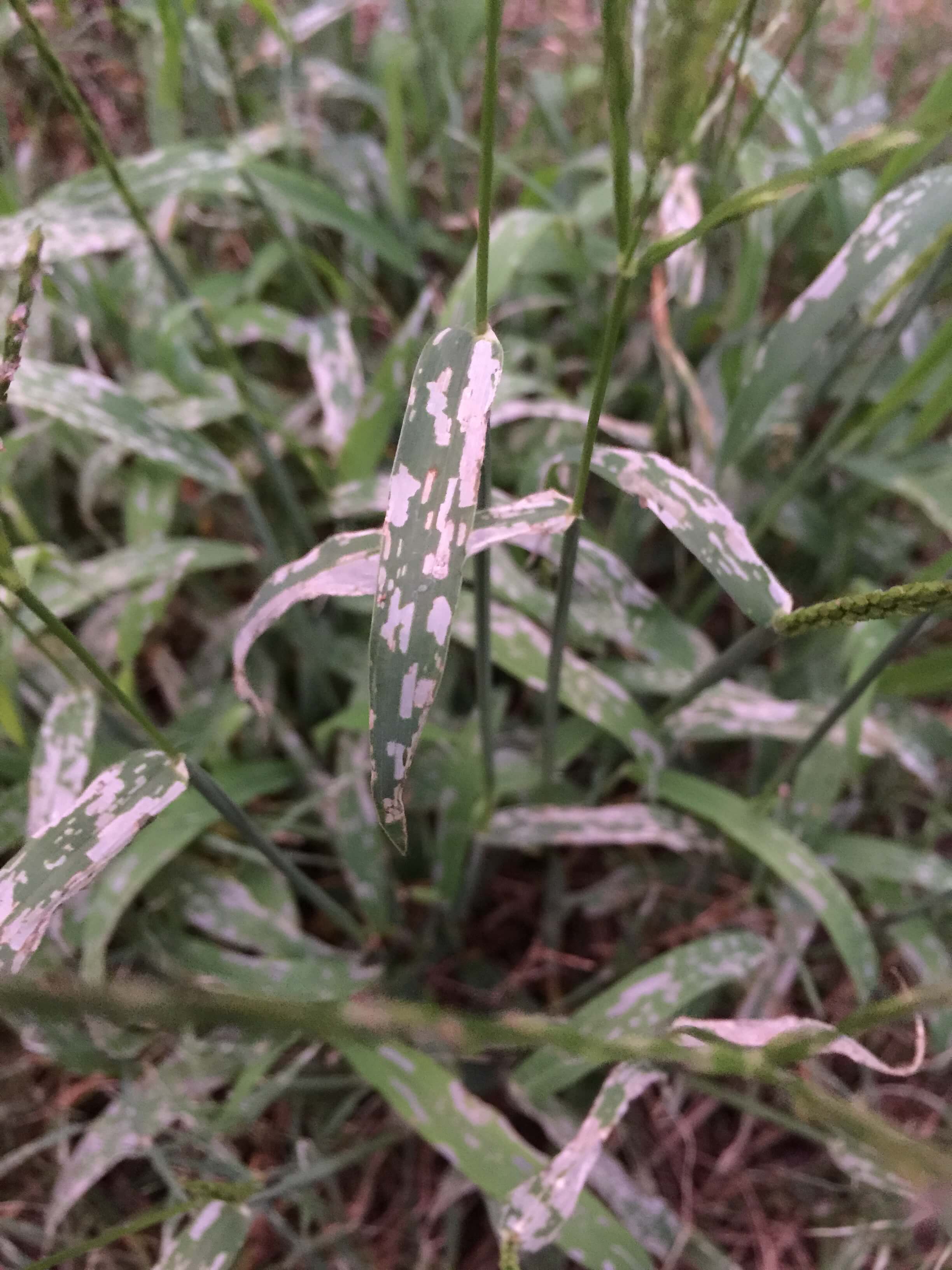 Crabgrass Leaves