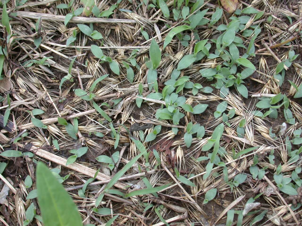 Crabgrass New Seedlings Crabgrass New Seedlings