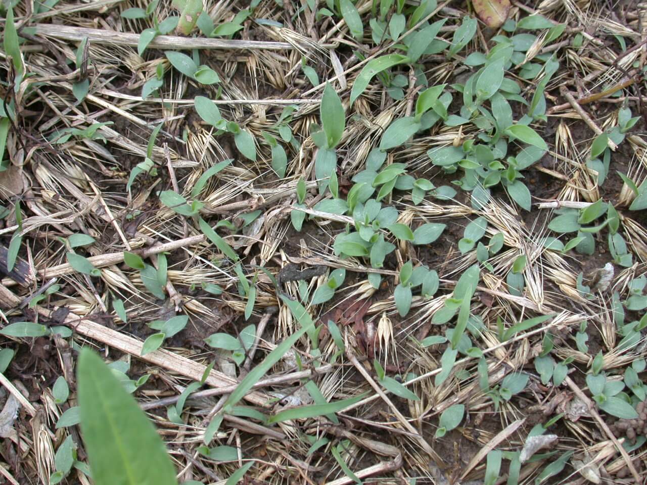 Crabgrass New Seedlings